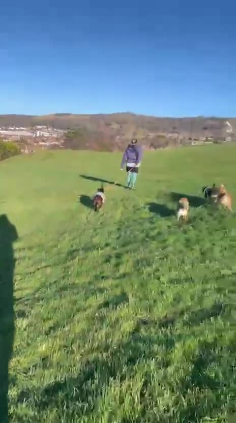 Mixed Breed dogs for adoption: ❤️MEYA&KALLIE❤️-2 SMALL SISTERS SEEK A KIND HOME - Video 3