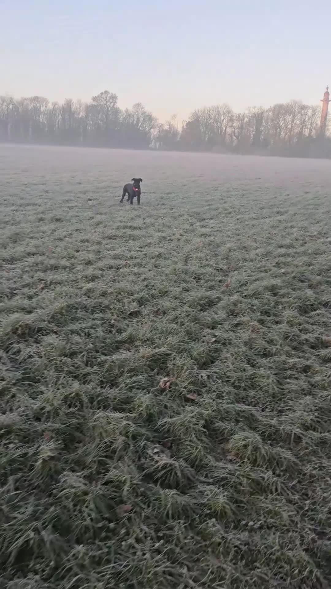 Giant Schnauzer dogs for sale: Luna, Giant Schanuzer  in Langport - Video 1