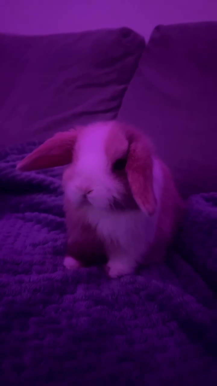 Mini Lop rabbits for sale: Mini lop in Peterborough - Video 1