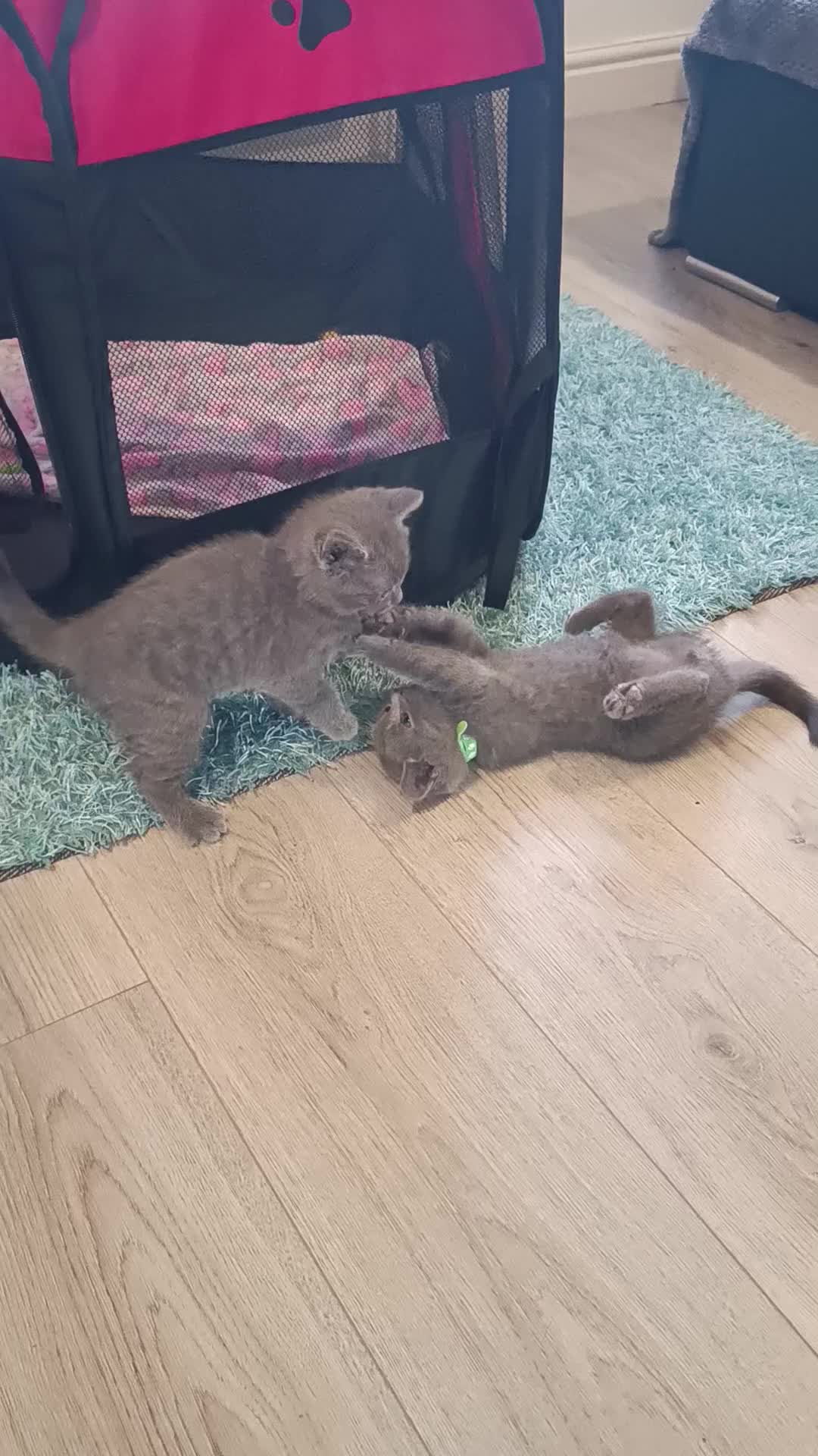 Russian Blue cats for sale: 3 angel's looking for best homes  - Video 1