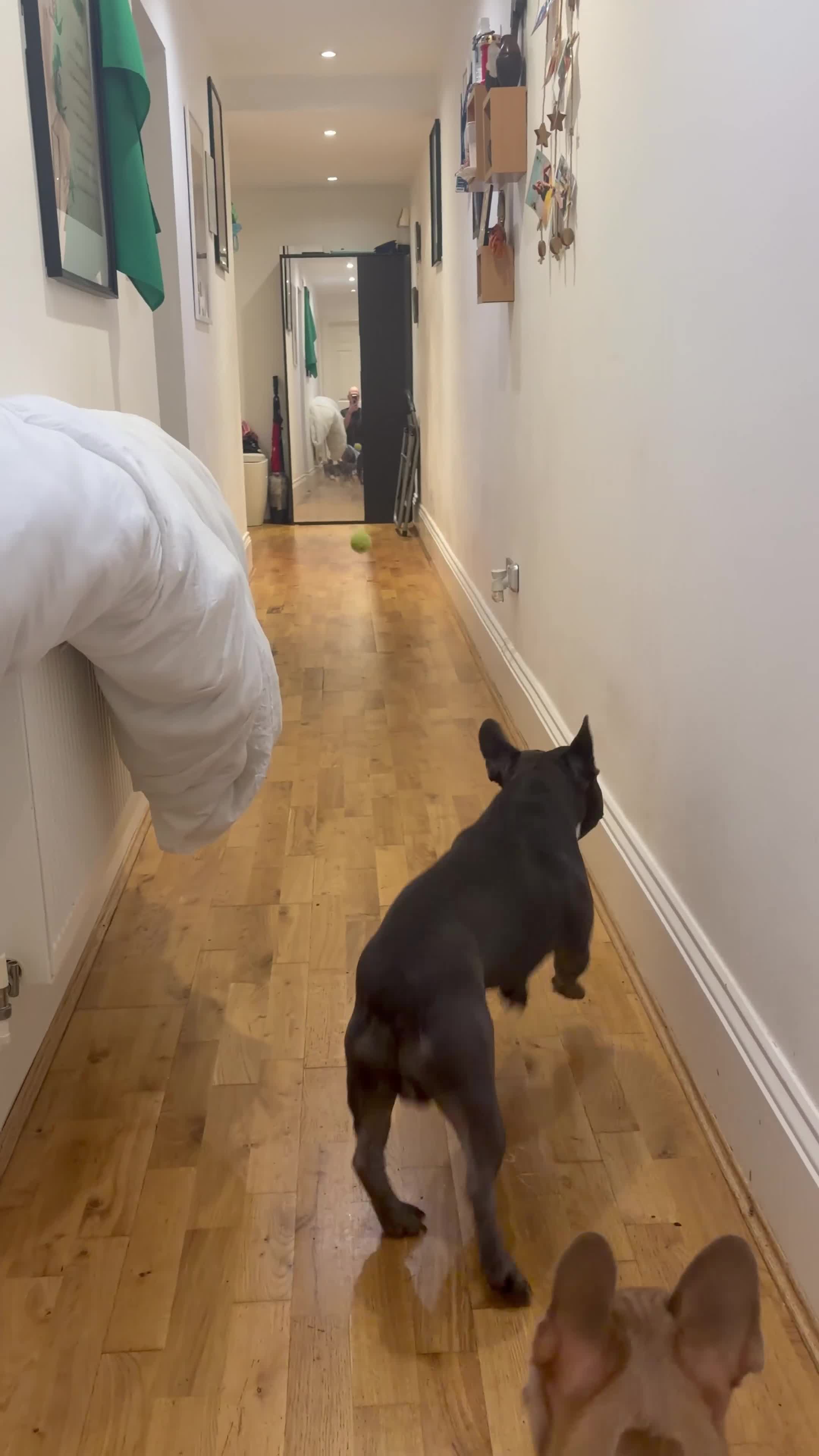 French Bulldog dogs for sale: French Bulldog puppies ready to steal hearts - Video 3
