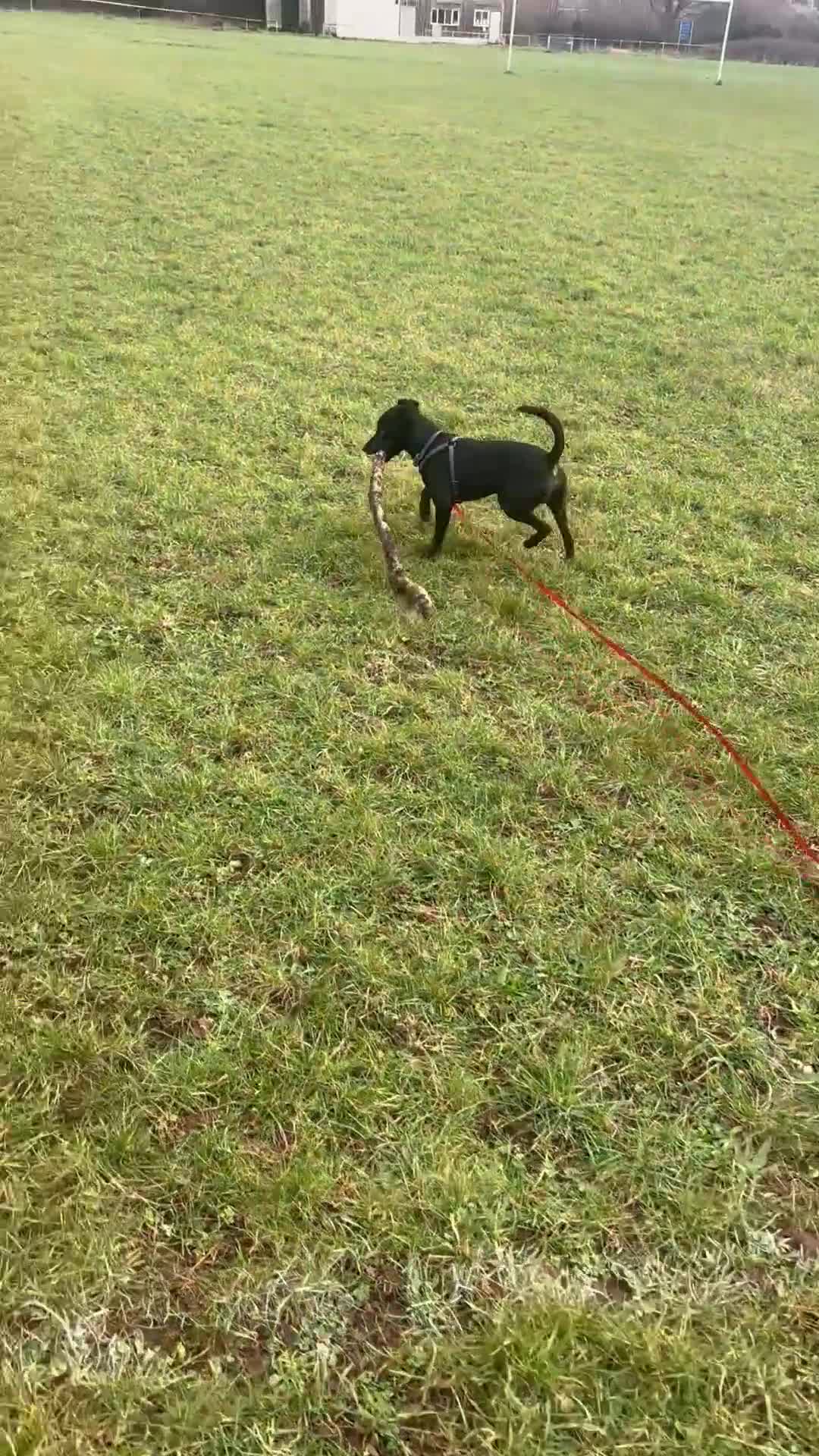 Patterdale Terrier dogs for sale: Patterdale cross pup  - Video 1