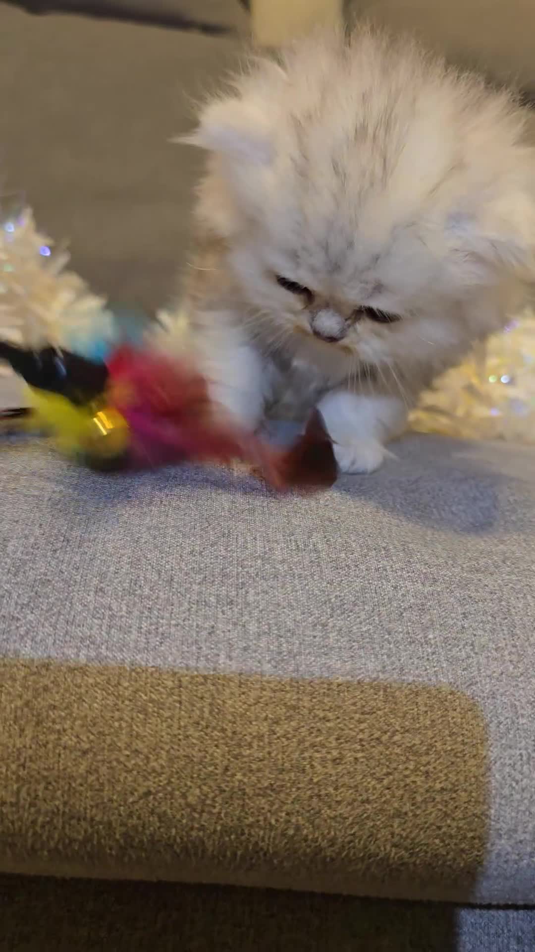 Persian cats for sale: Persian fluffy angels - Video 4