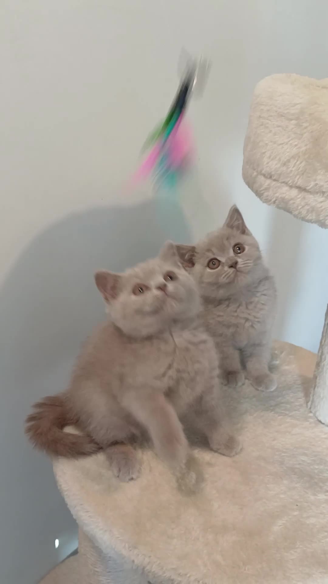 British Shorthair cats for sale: Ready to leave🐈‍⬛ - Video 1
