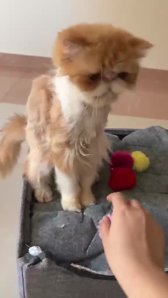 Mixed Breed cats for adoption: Cheetos - Video 1