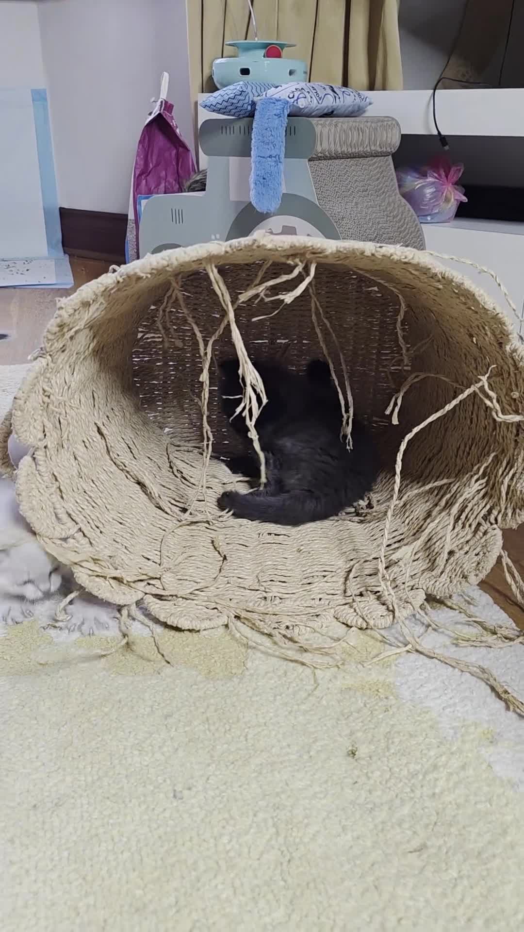 British Shorthair cats for sale: 🔥 Stunning British Shorthair Kittens to Reserve - Video 1