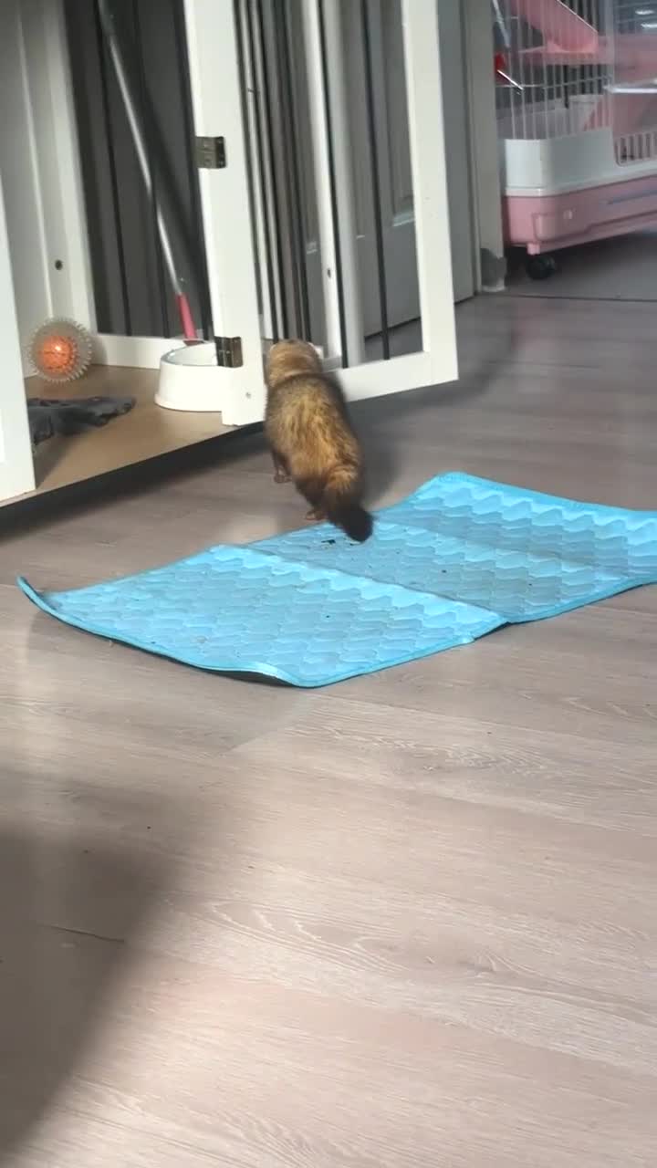 Ferret rodents for sale: Ferret for sale  - Video 1