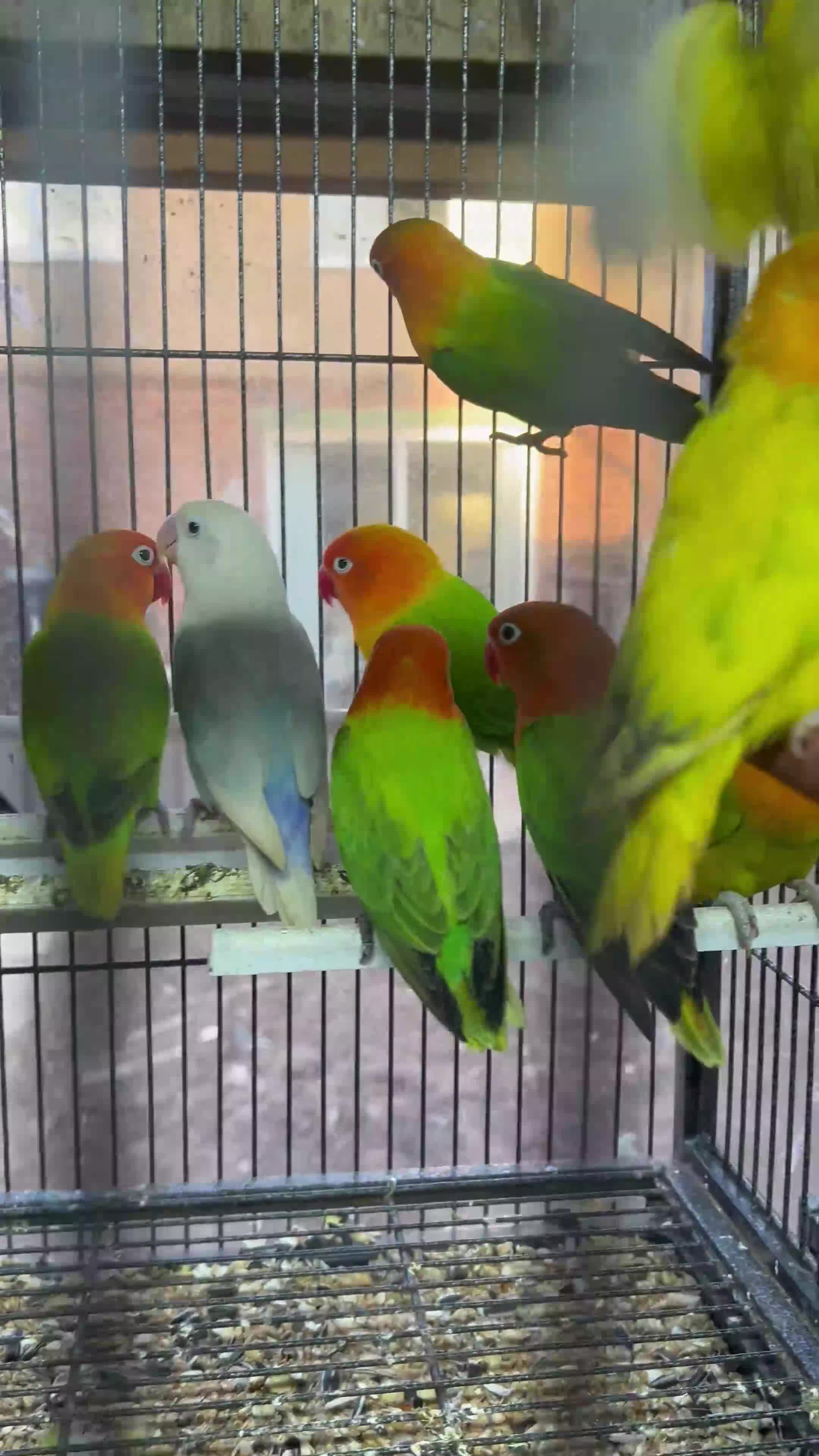 Lovebirds birds for sale: Various Fischer /masked lovebirds for sale  - Video 1