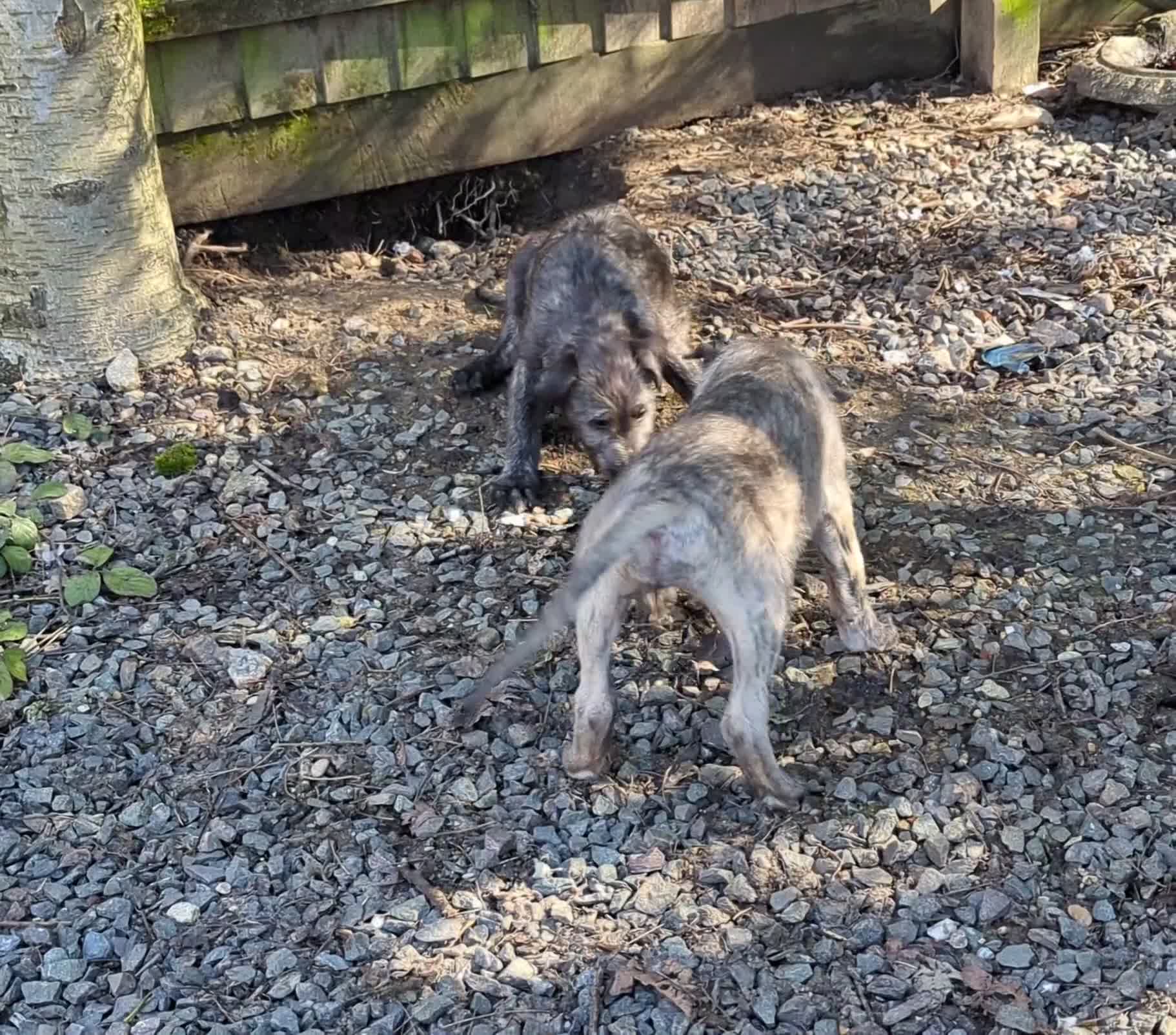 Irish Wolfhound dogs for sale: Wolfhound/Deerhound pups - Video 4