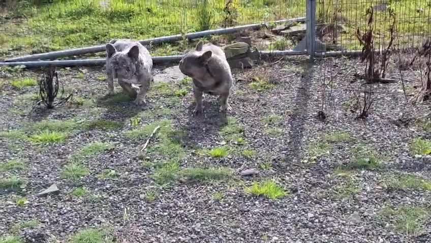 French Bulldog dogs for sale: 🩵 Cuddly Frenchie for Forever Home 🩵 - Video 5