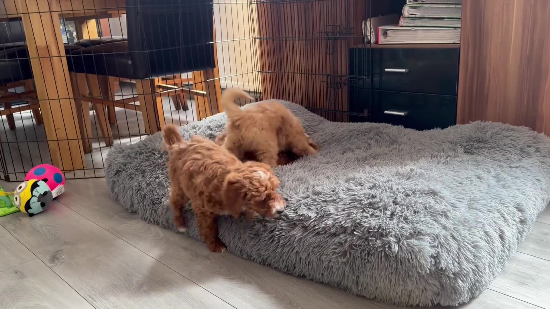 Australian Labradoodle dogs for sale: 🐶LAST 1 AVAILABLE FULL VACCINATION🐶 - Video 1
