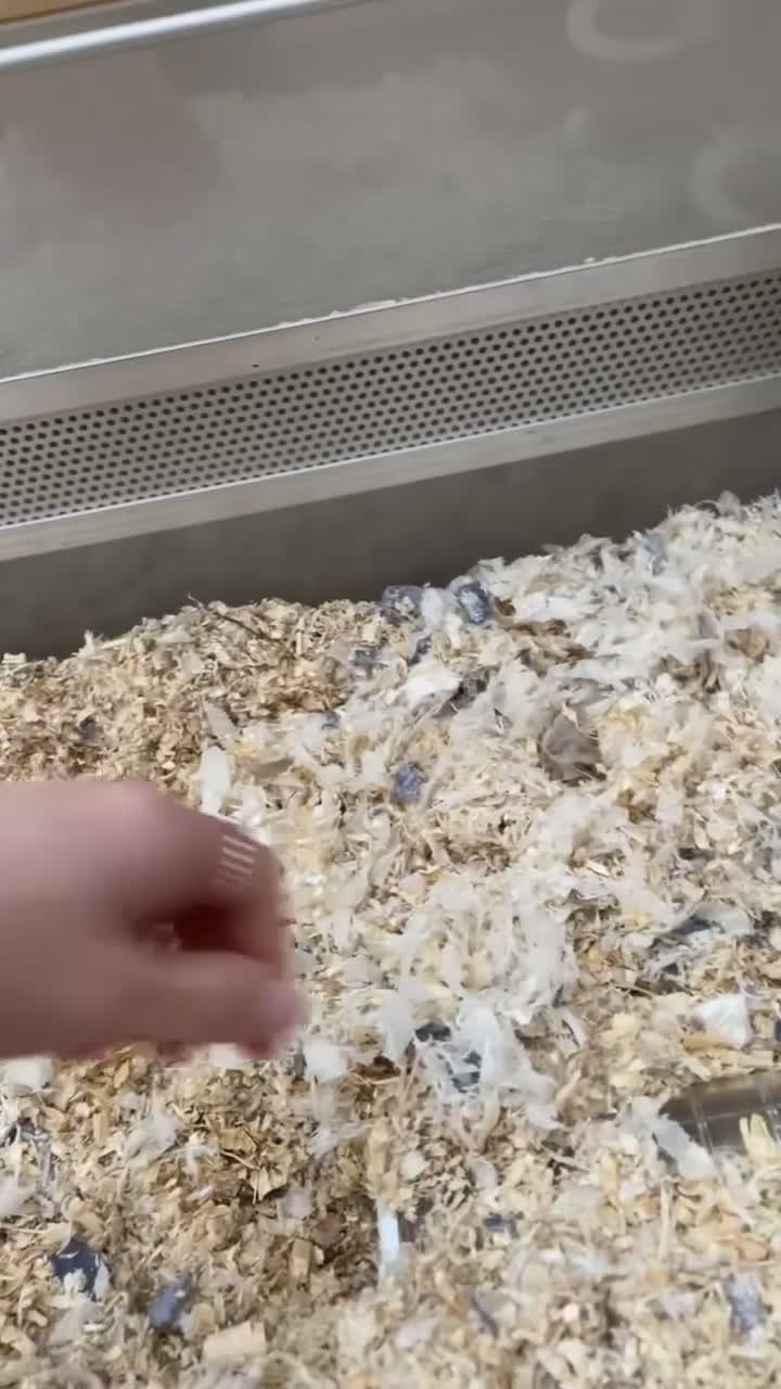 Gerbil rodents for sale: 3 male gerbils - 1 year and 2 months old  in London - Video 1