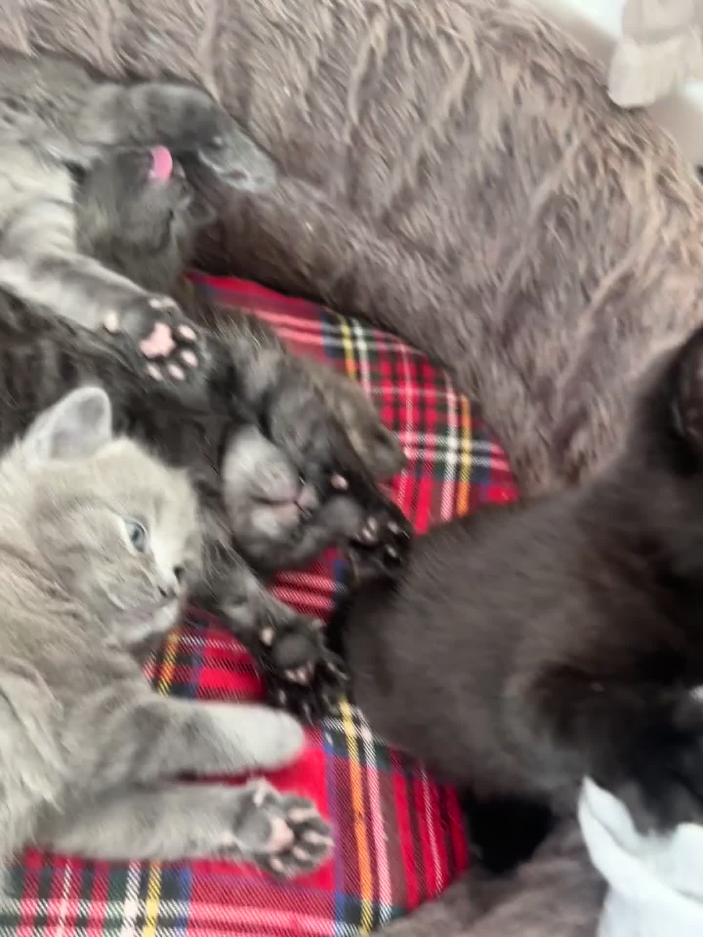 Scottish Fold cats for sale: Scottish straight  in Banbury - Video 1