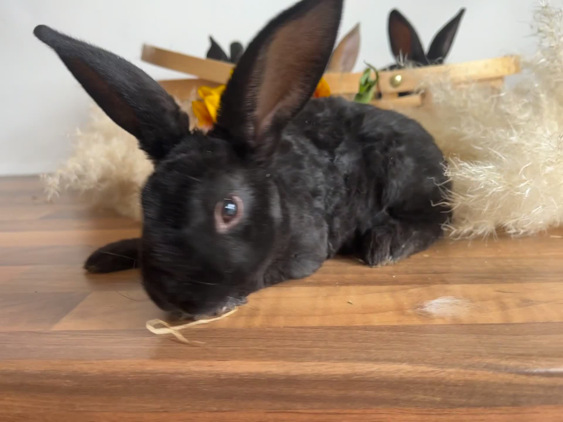 Mixed Breed rabbits for sale: Mixed breed bunnies for sale £30 each - Video 2