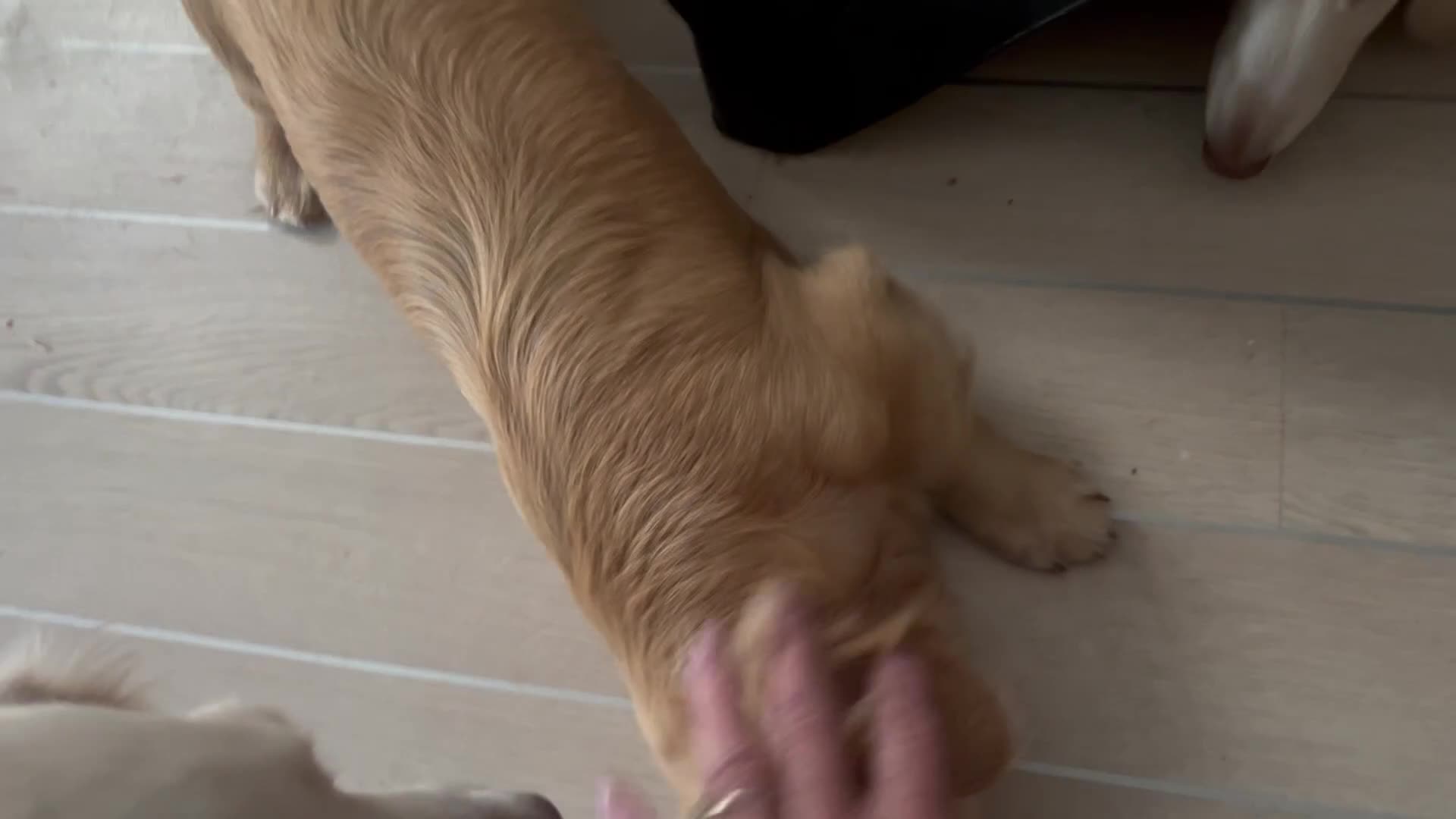 Miniature Dachshund dogs for sale: Beautiful KC registered long haired cream girl - Video 2
