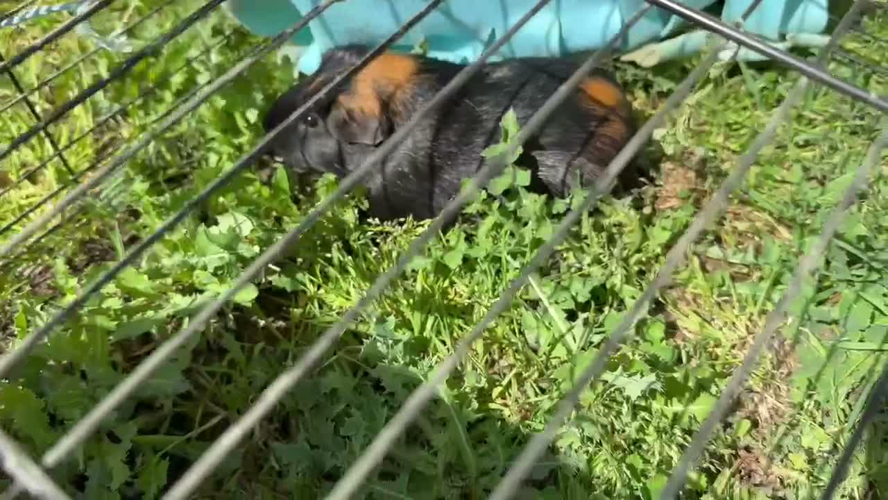 Guinea Pig rodents for sale: 2 x male guinea pigs  - Video 1