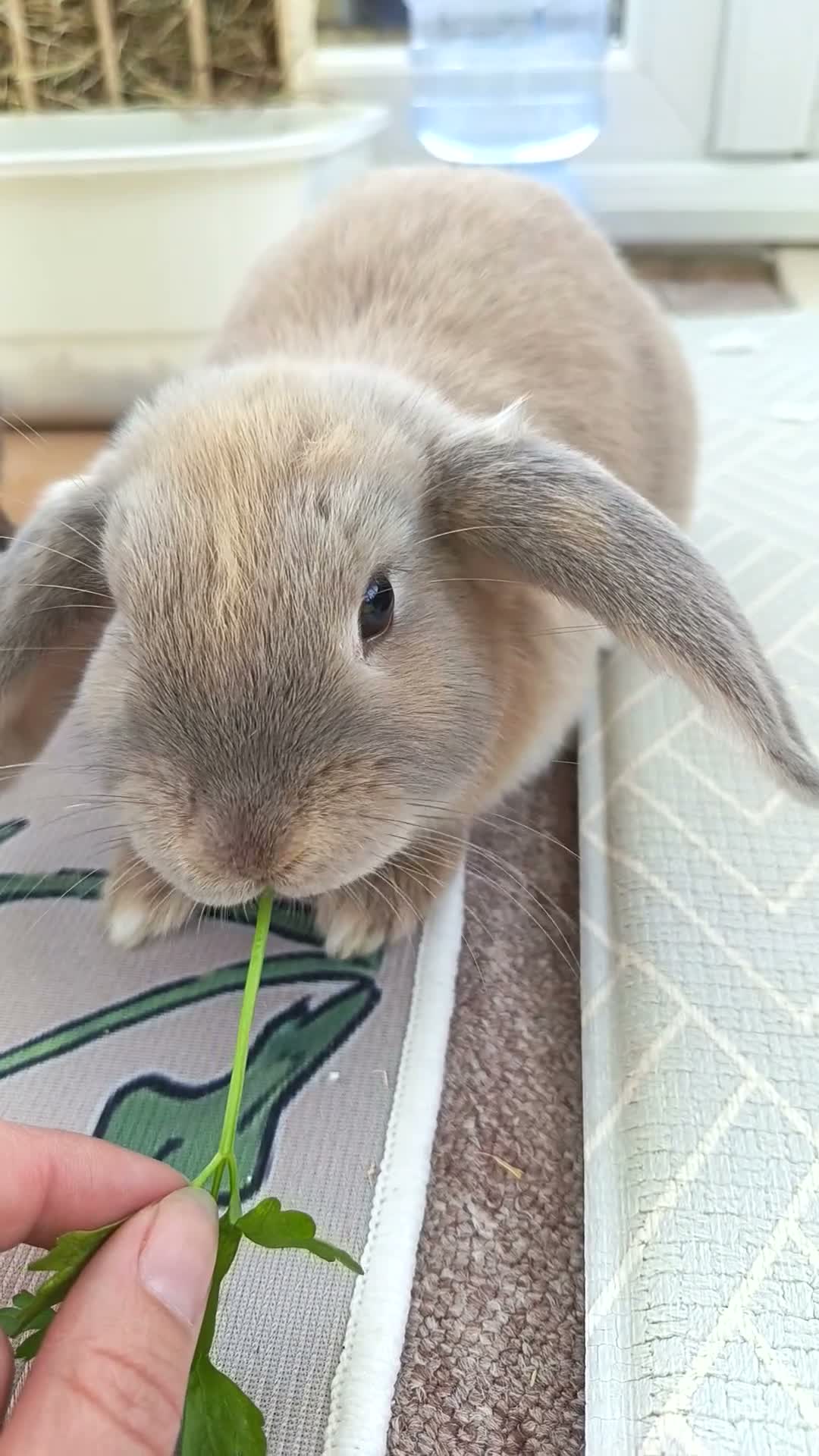 Mini Lop rabbits for sale: Two Gorgeous mini lop brothers for rehoming in Bognor Regis - Video 1