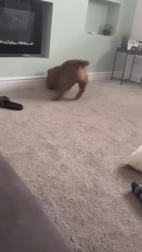 English Bulldog dogs for sale: British bulldog girl  - Video 2