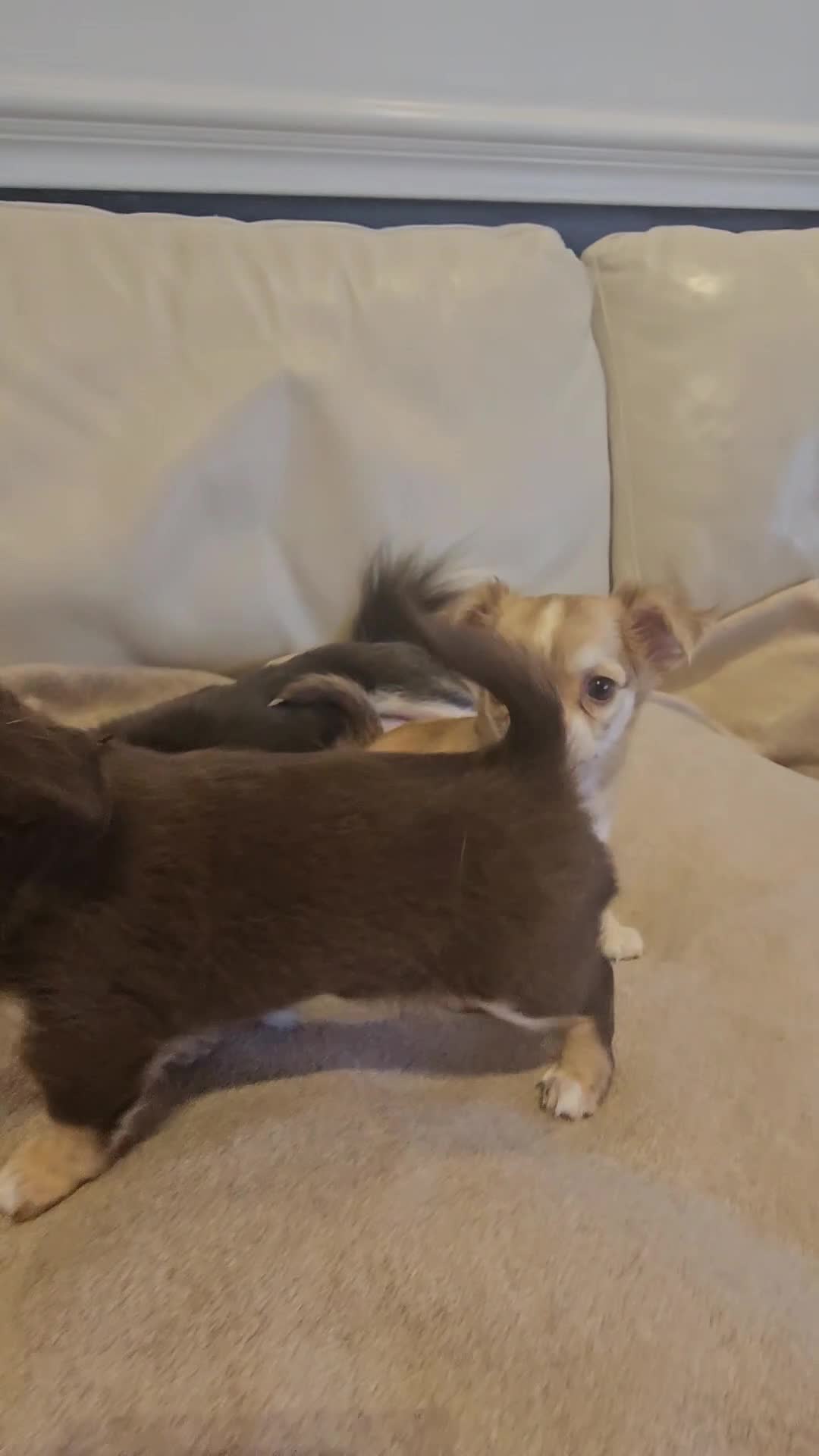 Chihuahua dogs for sale: Chihuahua boy and girl  in Bournemouth - Video 1
