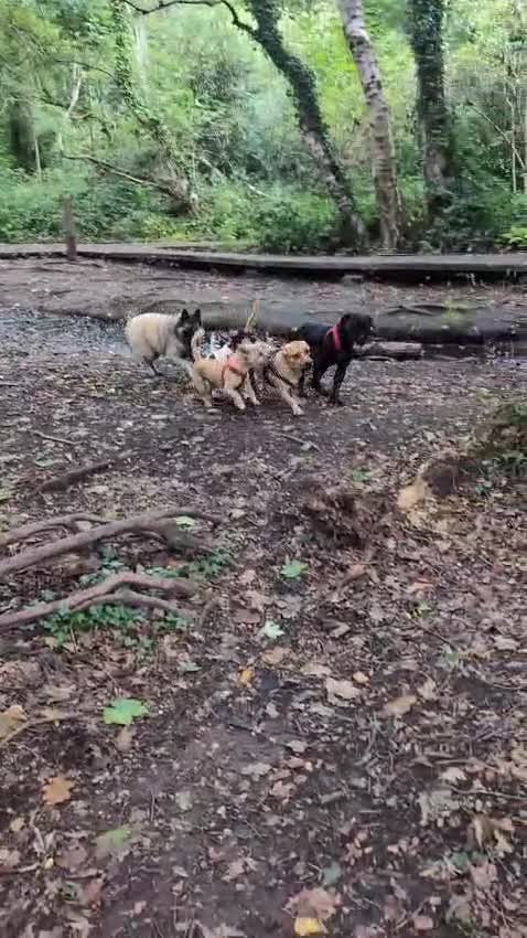 Boxer dogs for sale: 1 YEAR OLD CALM FEMALE BOXER  - Video 3