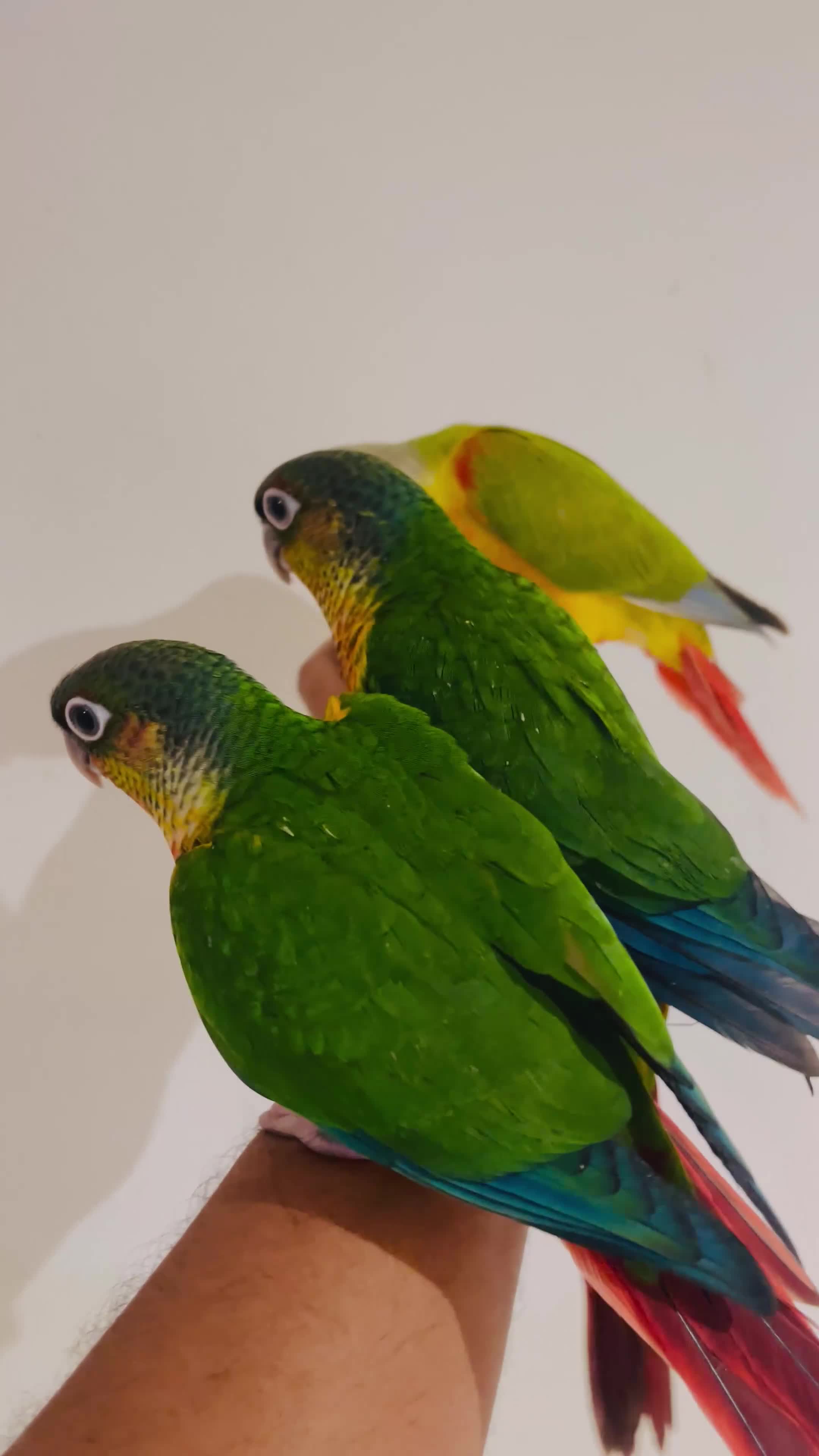 Conures birds for sale: Conure for sale - hand reared babies  in Milton Keynes - Video 2