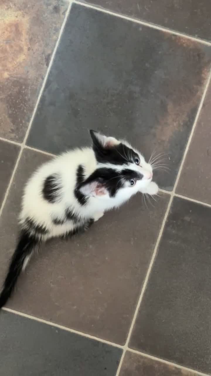 Mixed Breed cats for sale:  **  black and white male kitten  in Newcastle - Video 1