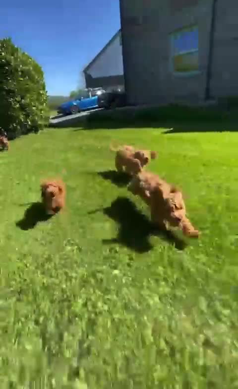 Cockapoo dogs for sale: Gorgeous Cockapoo Puppies available :) - Video 2