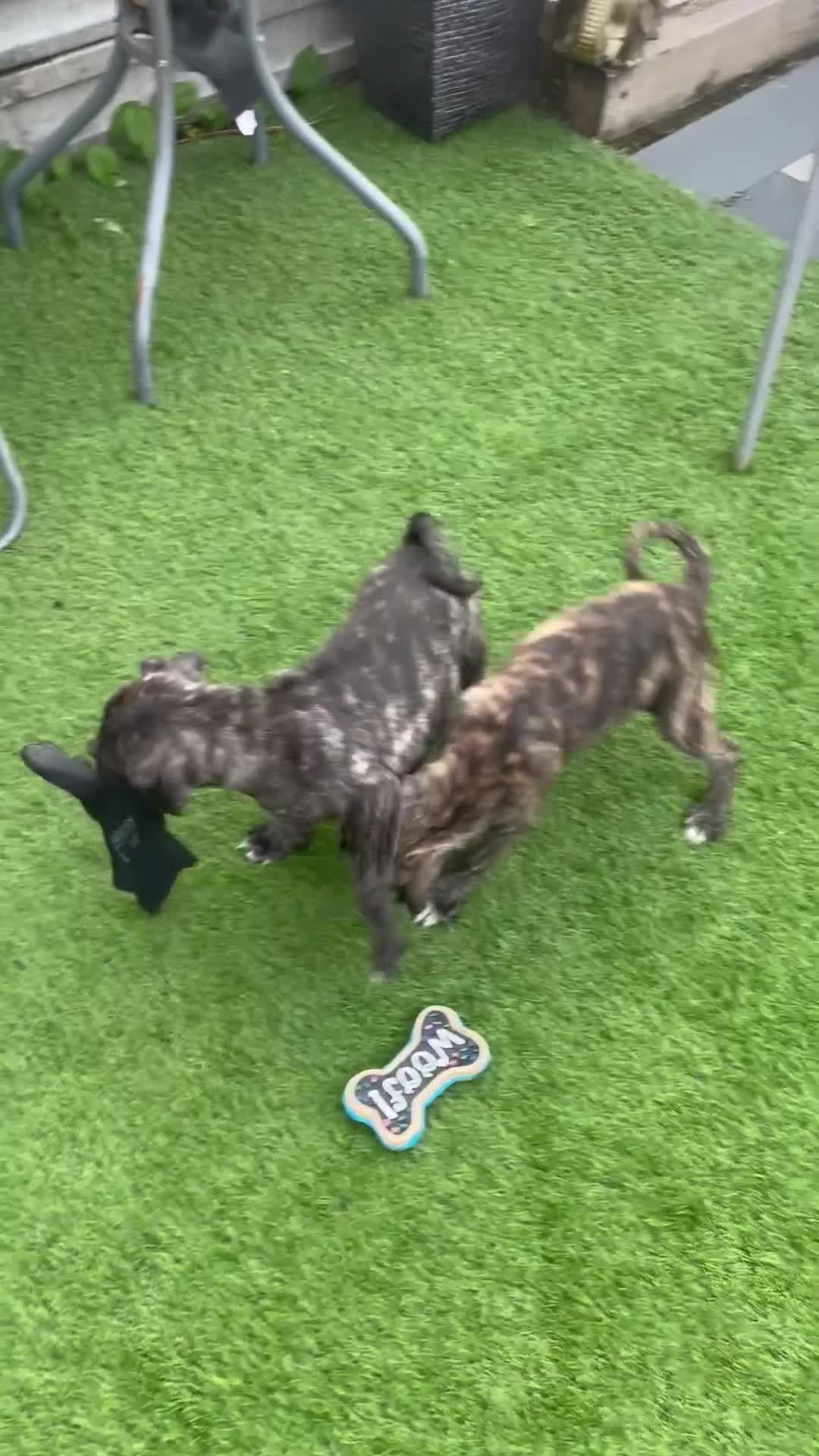 Mixed Breed dogs for sale: Mix , pug(dad) and staffy(mum) - Video 1