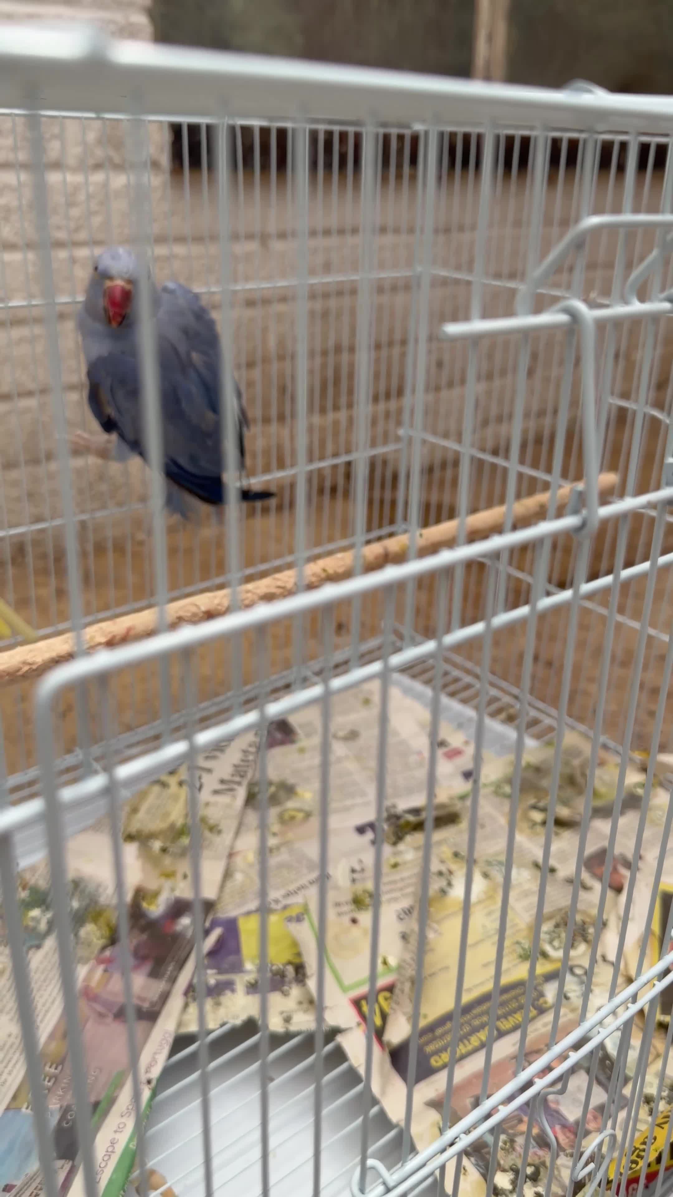 Ringnecks birds for sale: 2 pairs of Ring Neck - Video 1