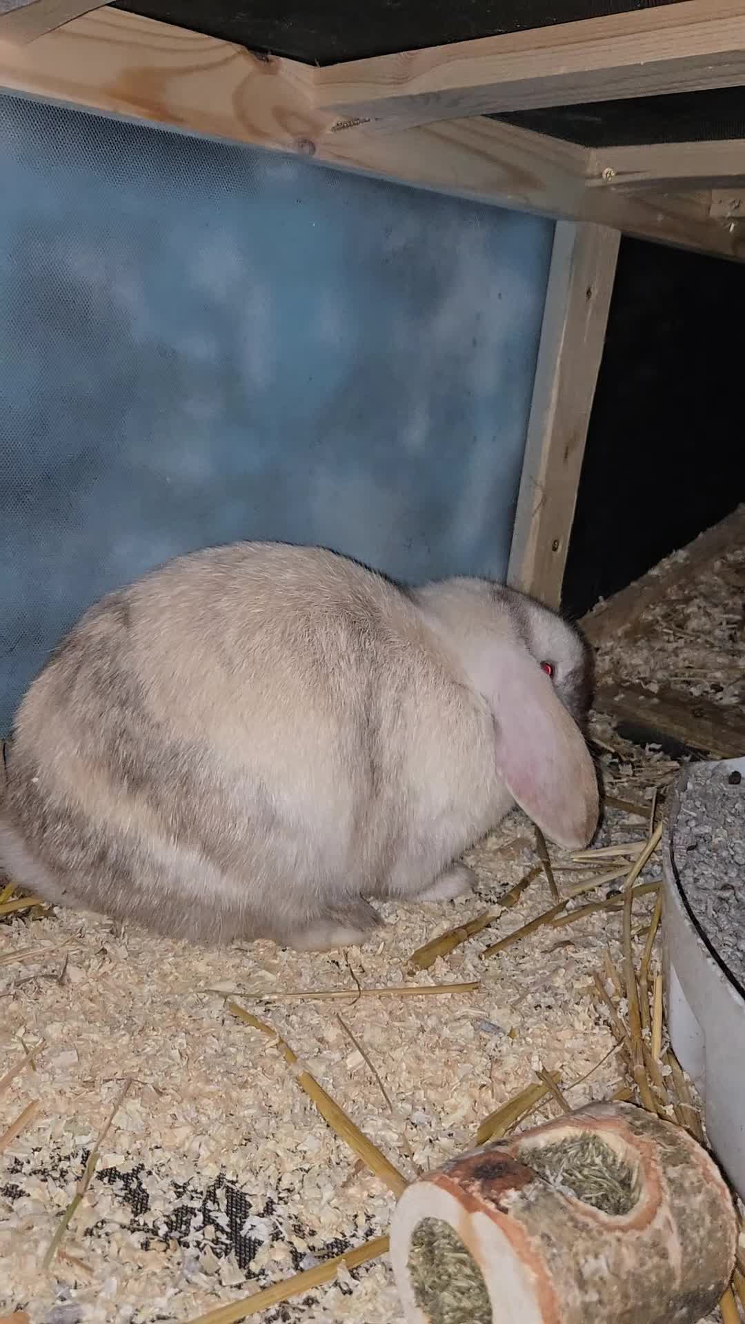 Mini Lop rabbits for sale: 2 mini lop rabbits - Video 3