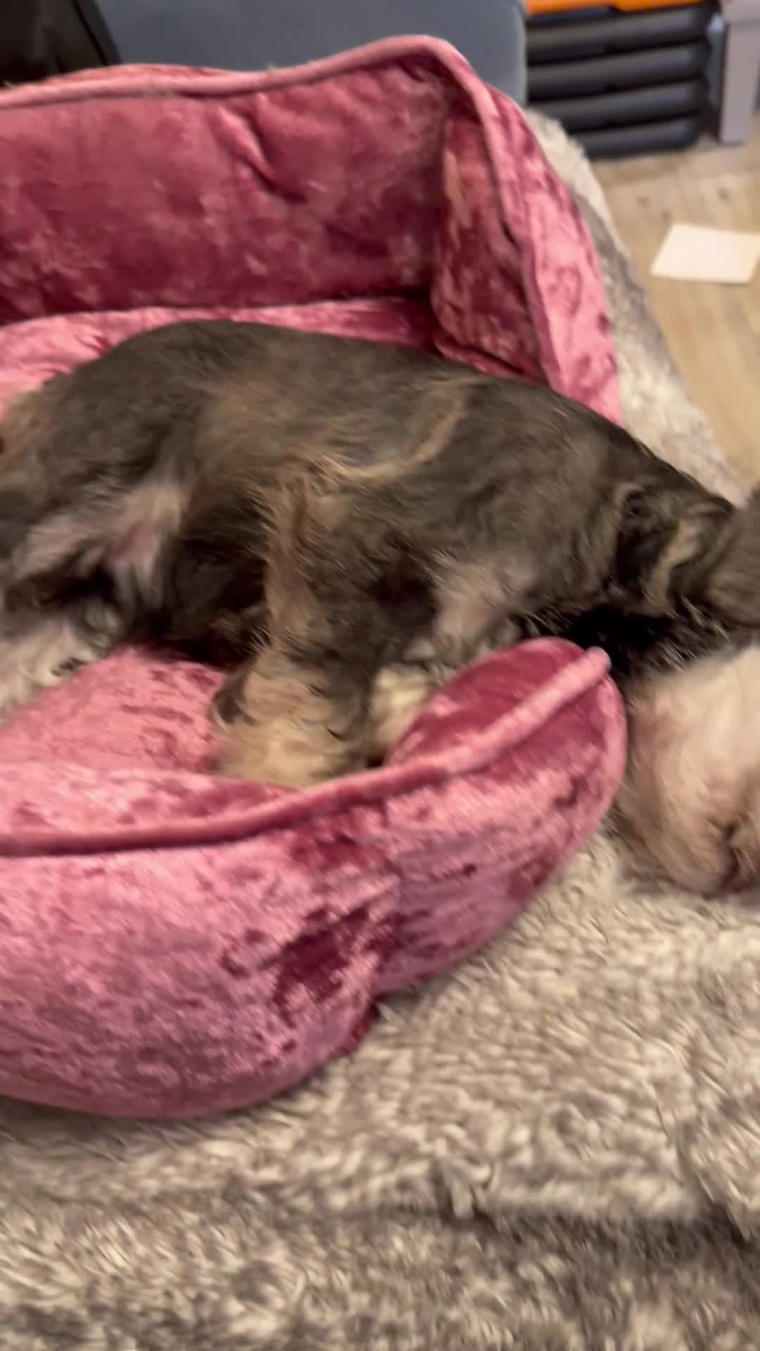 Miniature Schnauzer dogs for sale: One and only Jackie Miniature Shnauzer  - Video 3