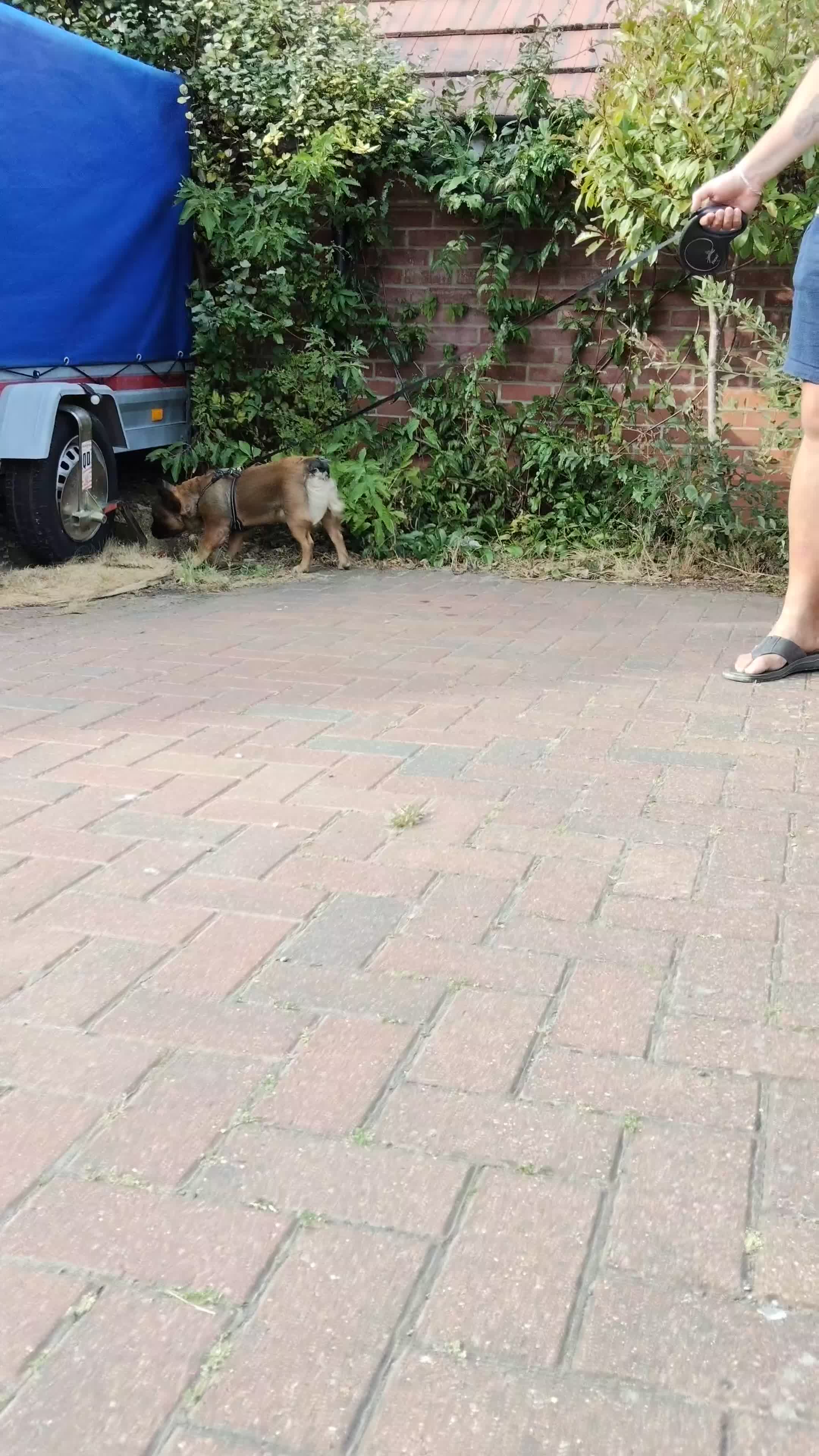 French Bulldog dogs for sale: Fluffy French Bulldog - Video 1
