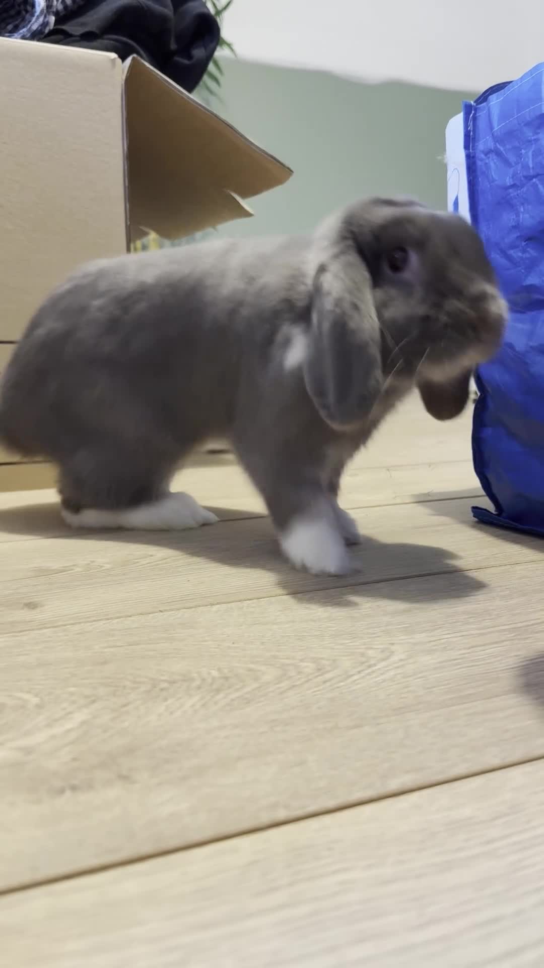 Mini Lop rabbits for sale: Single Male Mini lop - Video 1