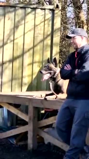 Belgian Shepherd Dog dogs for sale: Belgian shepherd malinois, working security k9 - Video 3