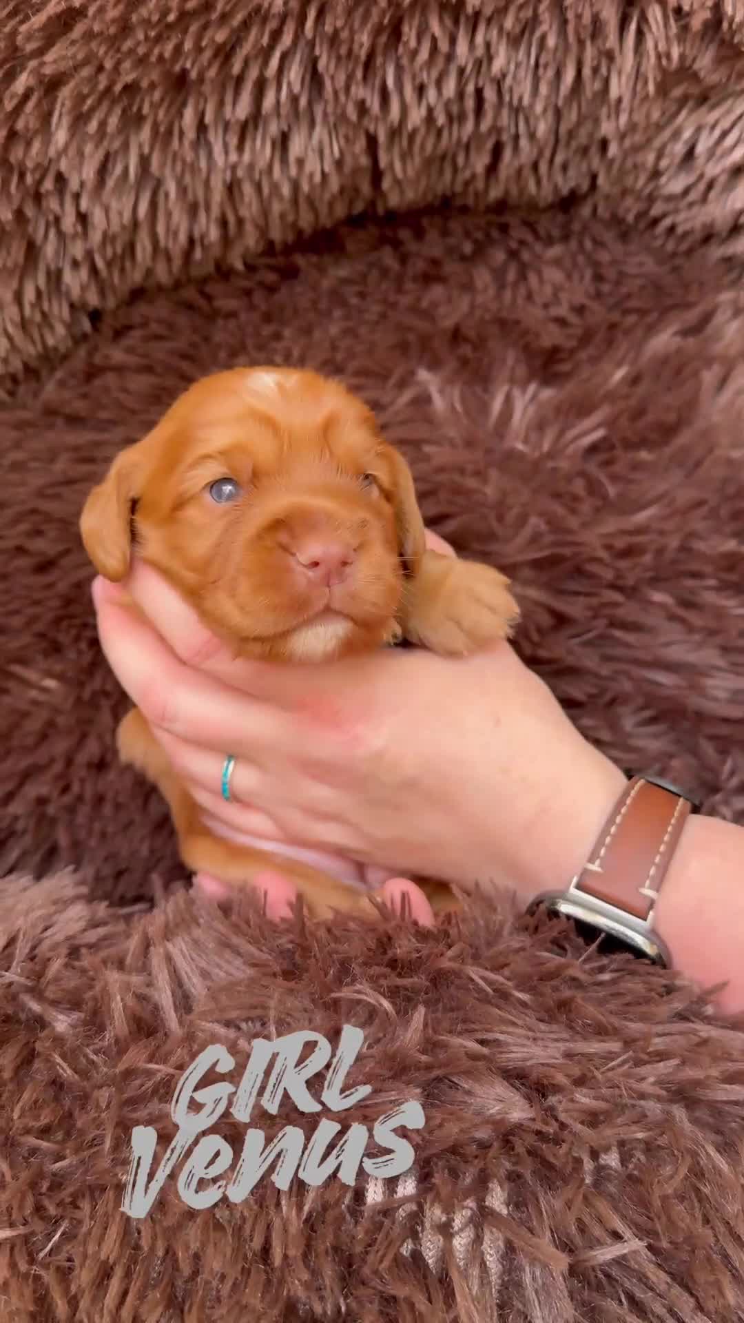 Cocker Spaniel dogs for sale:  Cocker Spaniel Puppies – KC Registered - Video 2