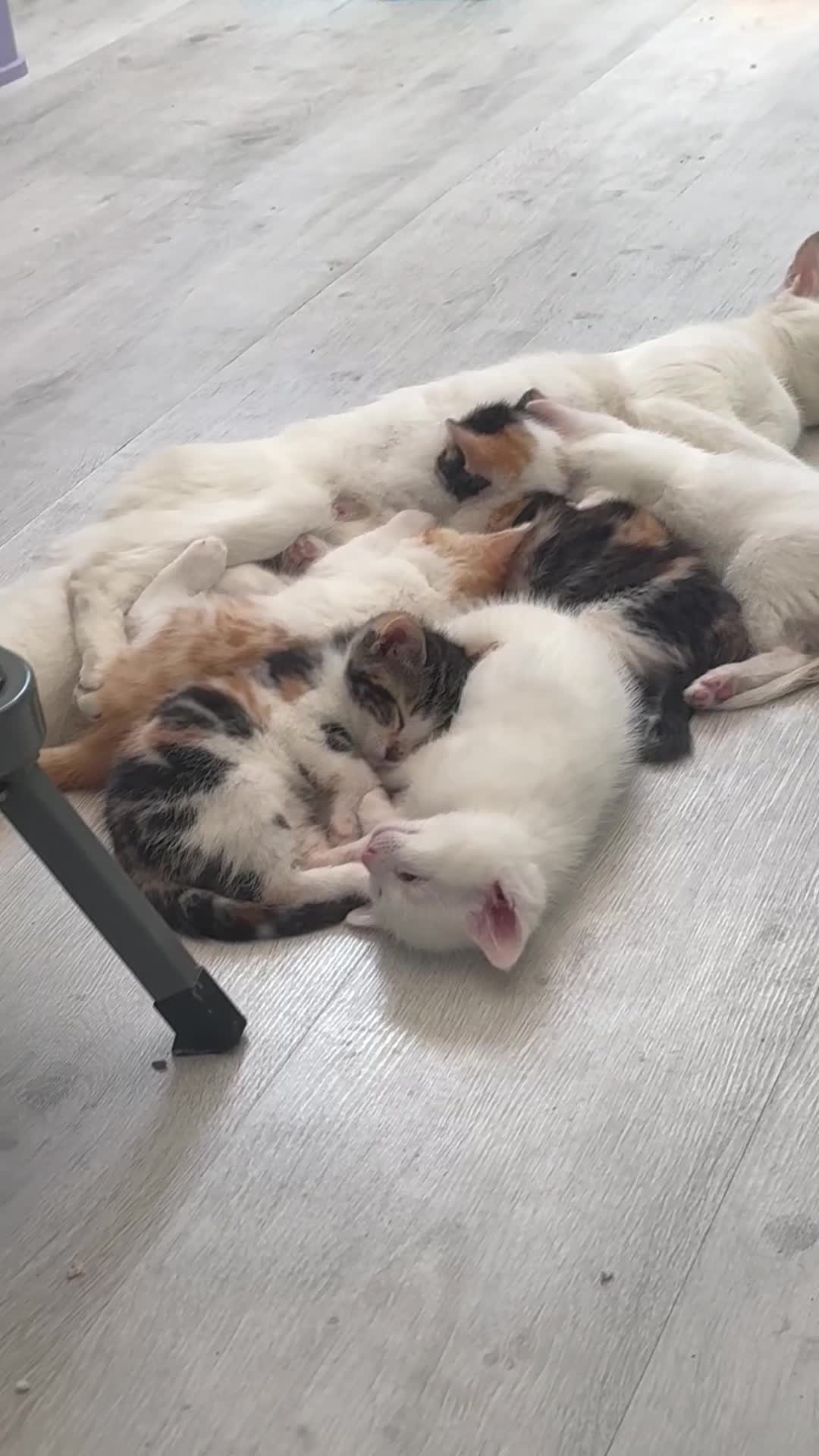 Khao Manee cats for sale: 6 kittens. 2 male and 4 female  - Video 3