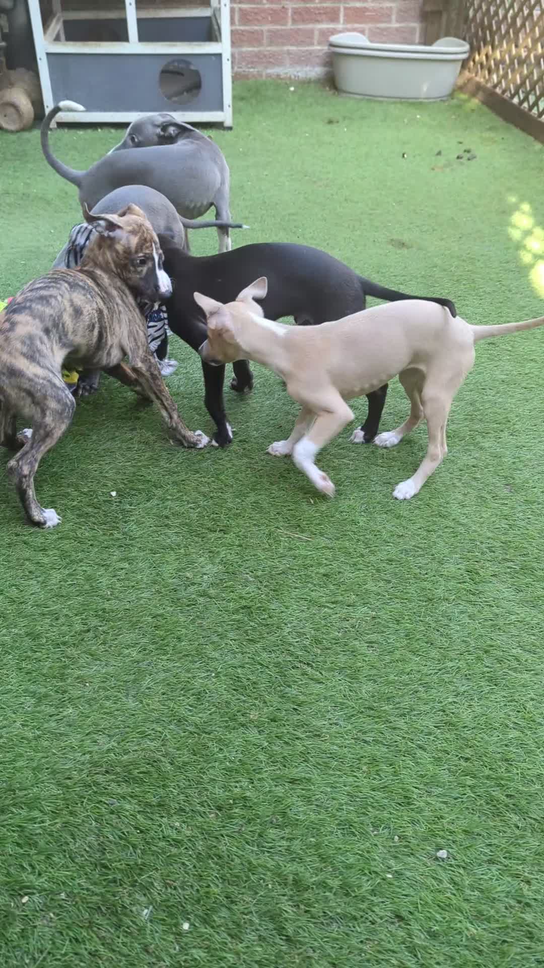 Whippet dogs for sale: Beautiful friendly blue and white male - Video 1