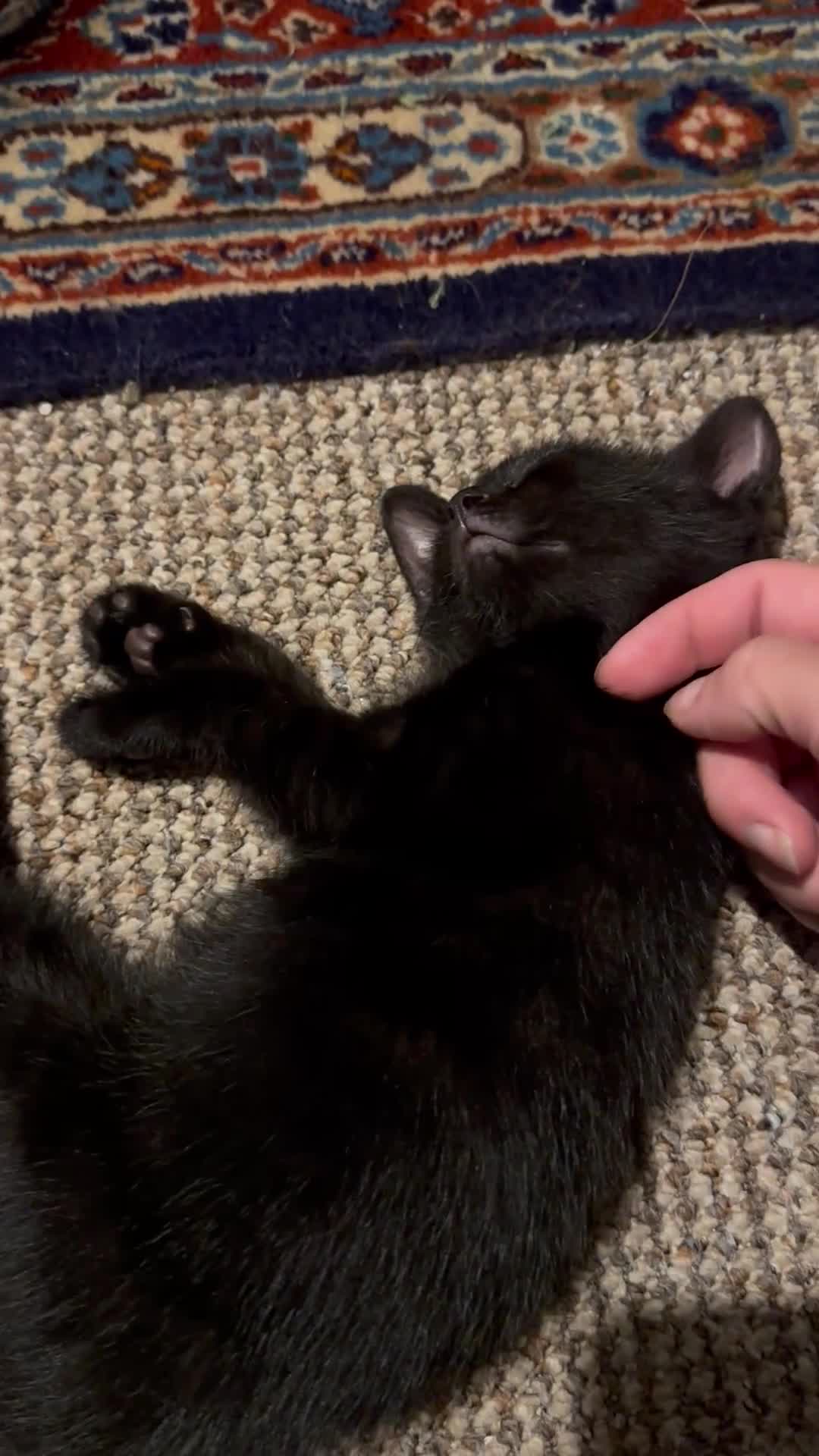 Domestic Shorthair cats for sale: Two black kittens 1xm 1xf - Video 1