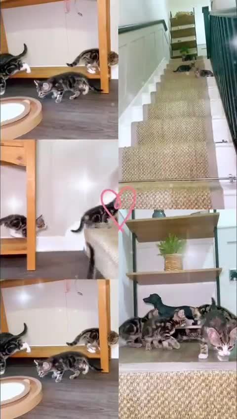 Mixed Breed cats for sale: 5 Tabby kittens Available now  in Feltham - Video 1