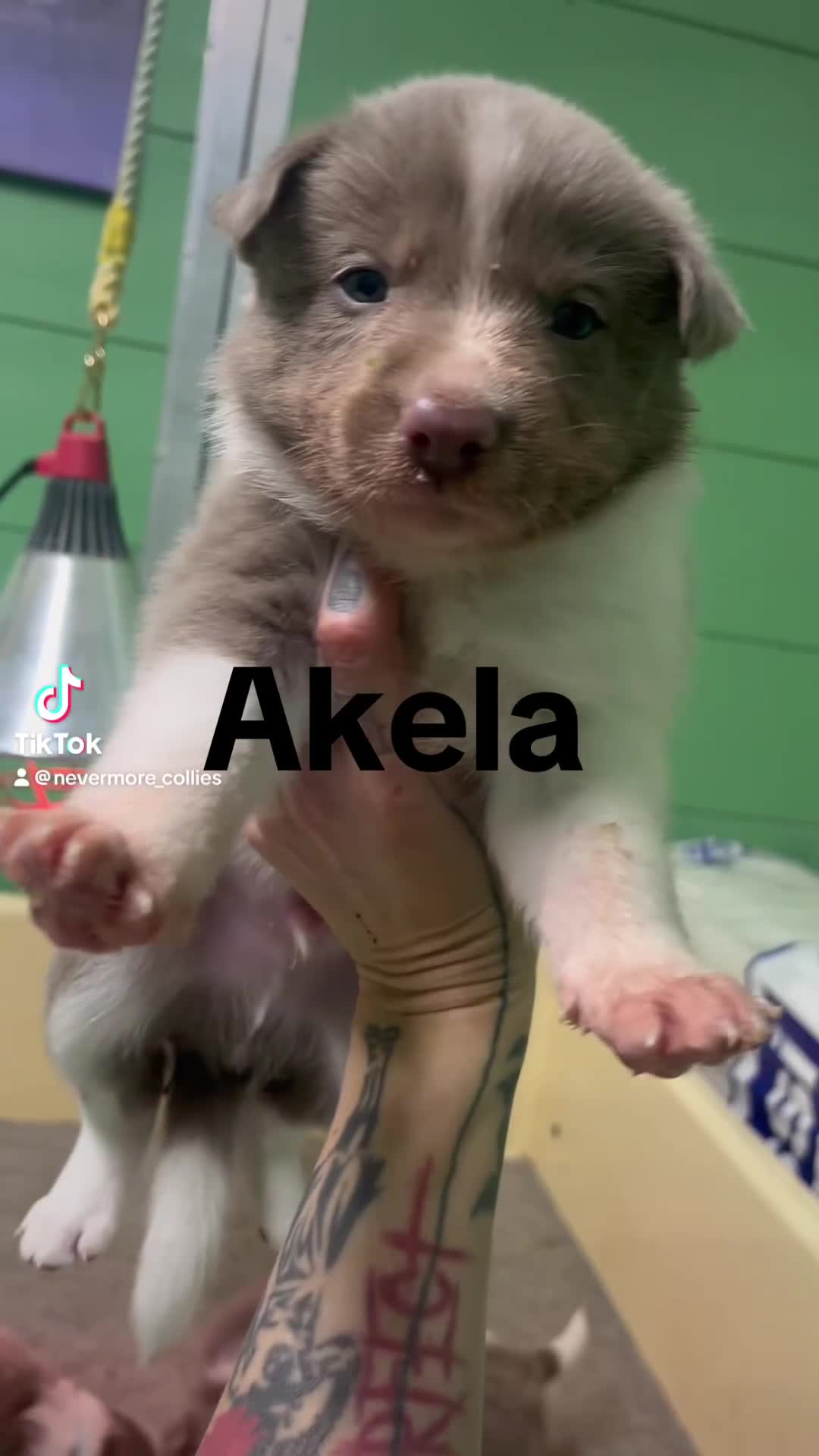 Border Collie dogs for sale: Fully health tested lilac and white kcreg puppies  - Video 1