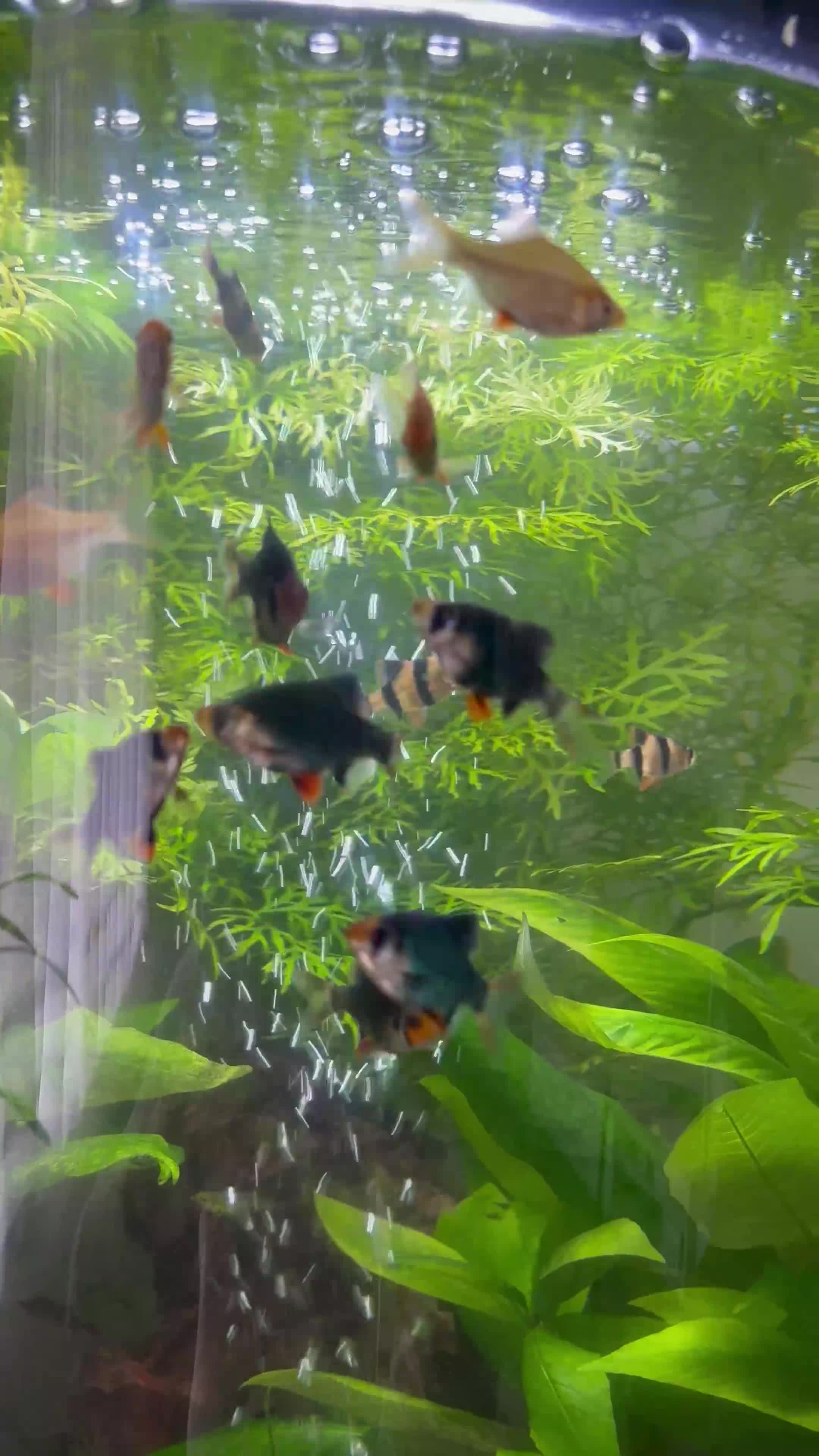 Barbs fish for sale: 17 Barb fish  - Video 1