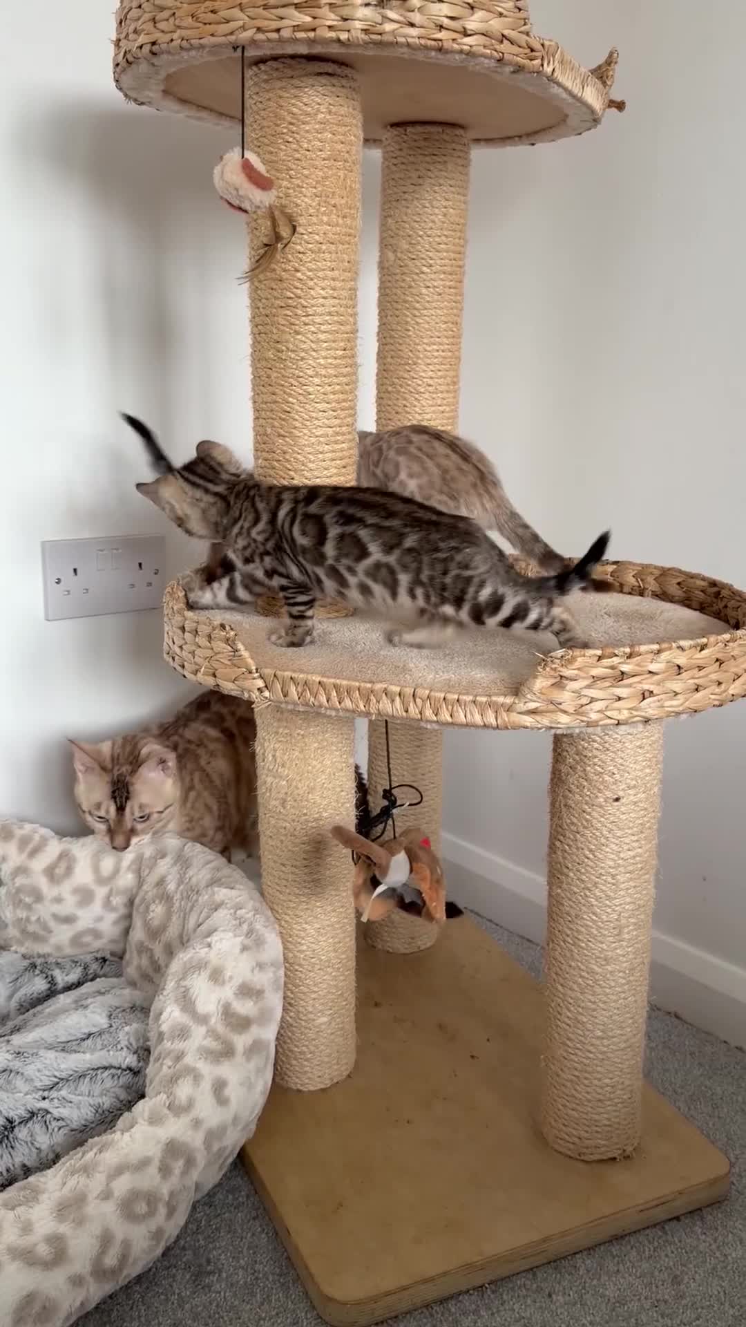 Bengal cats for sale: Pure Bengal Kittens, Ready NOW  - Video 2