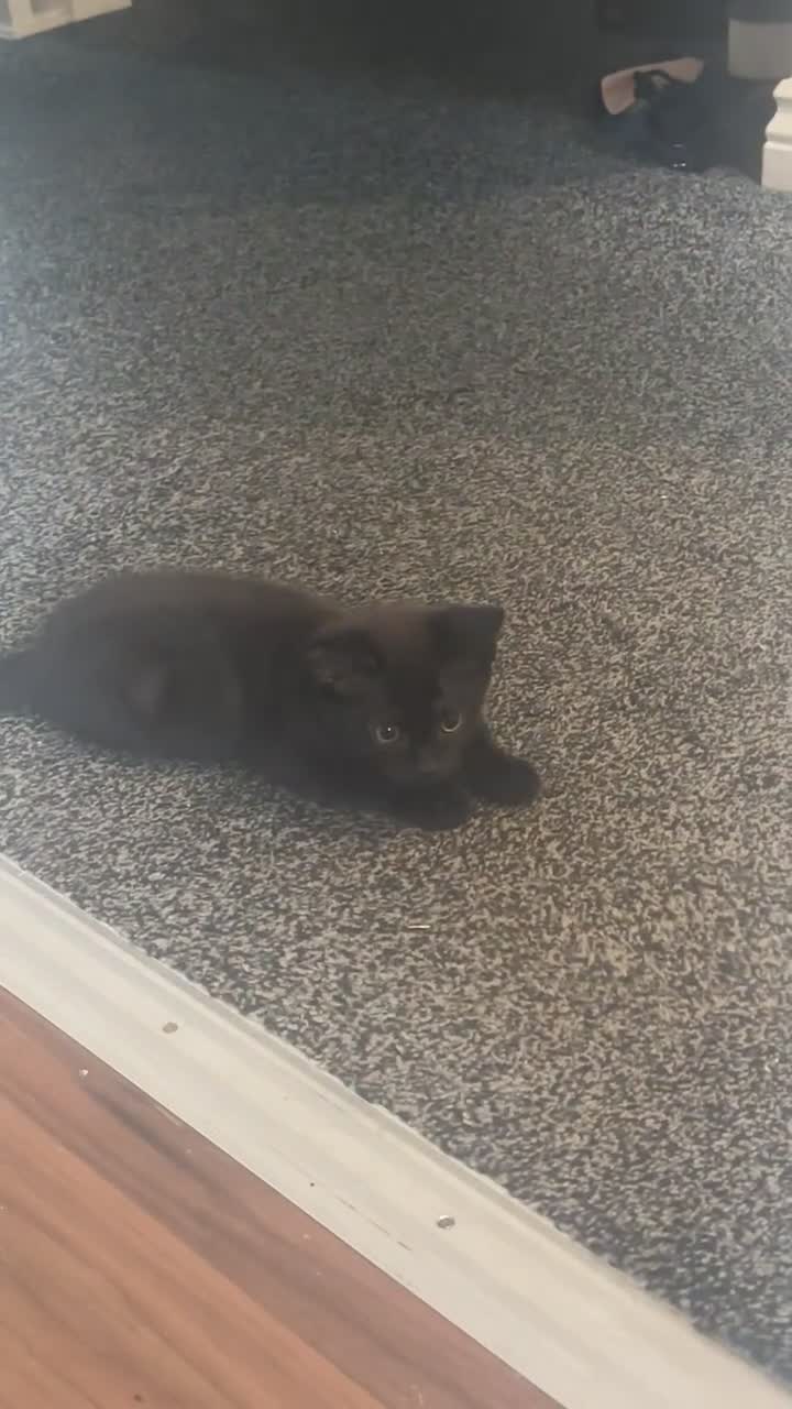 British Longhair cats for sale: Beautiful 10 Week Old Kitten - Video 1