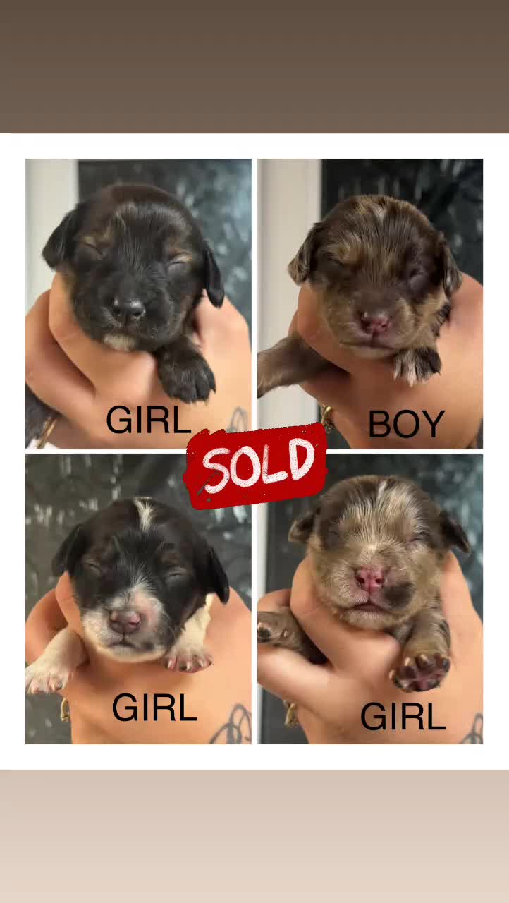Cocker Spaniel dogs for sale: Healthy Loving Cocker Spaniels  - Video 1