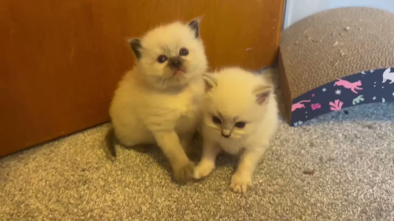 Ragdoll cats for sale: TWO RAGGDOLL-PERSIAN BOYS - Video 4