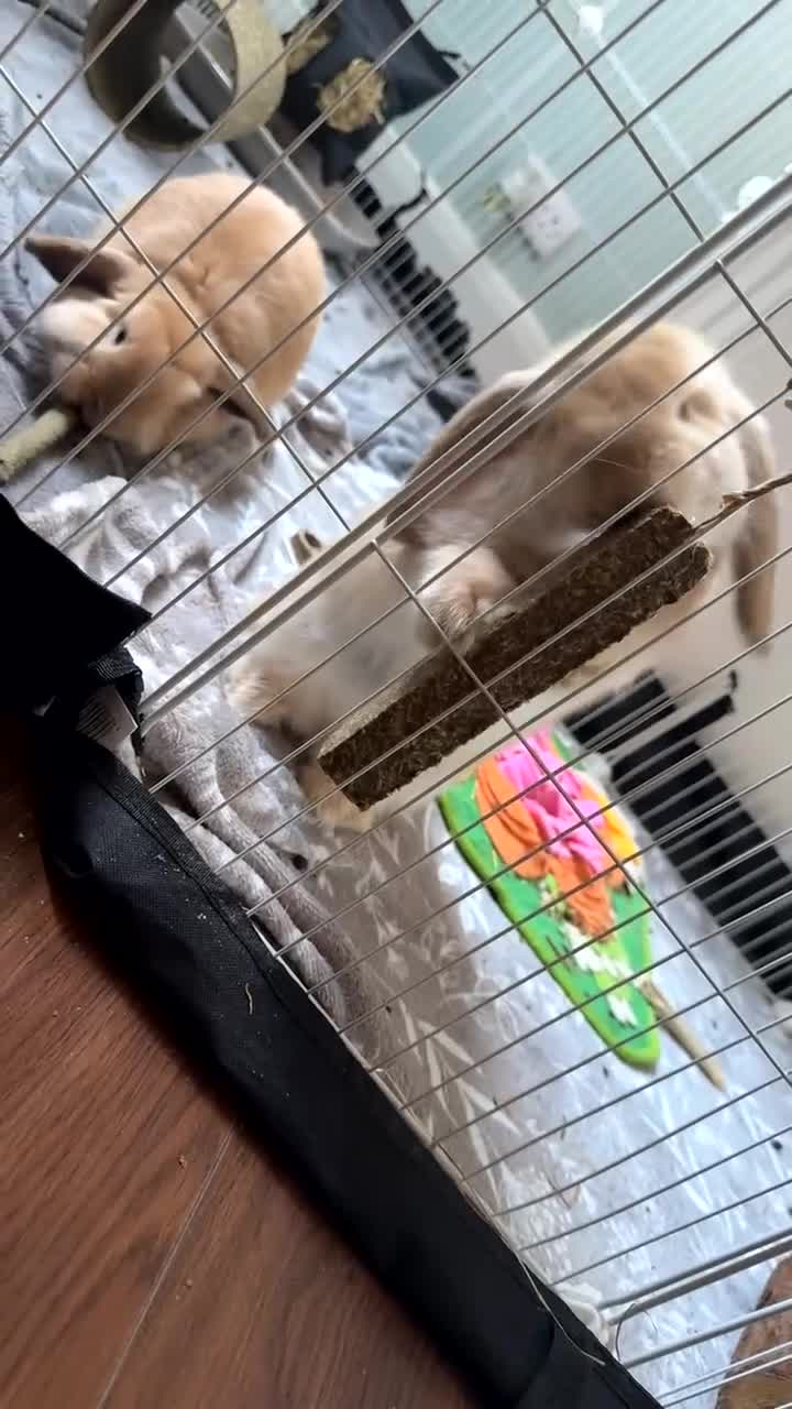 Mini Lop rabbits for sale: 2 beautiful male mini lops with full setup - Video 2