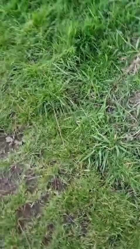 Mixed Breed dogs for adoption: 💙🐶 BRUNO – THIS BEAUTIFUL BOY IS FINALLY READY in Burntwood - Video 3