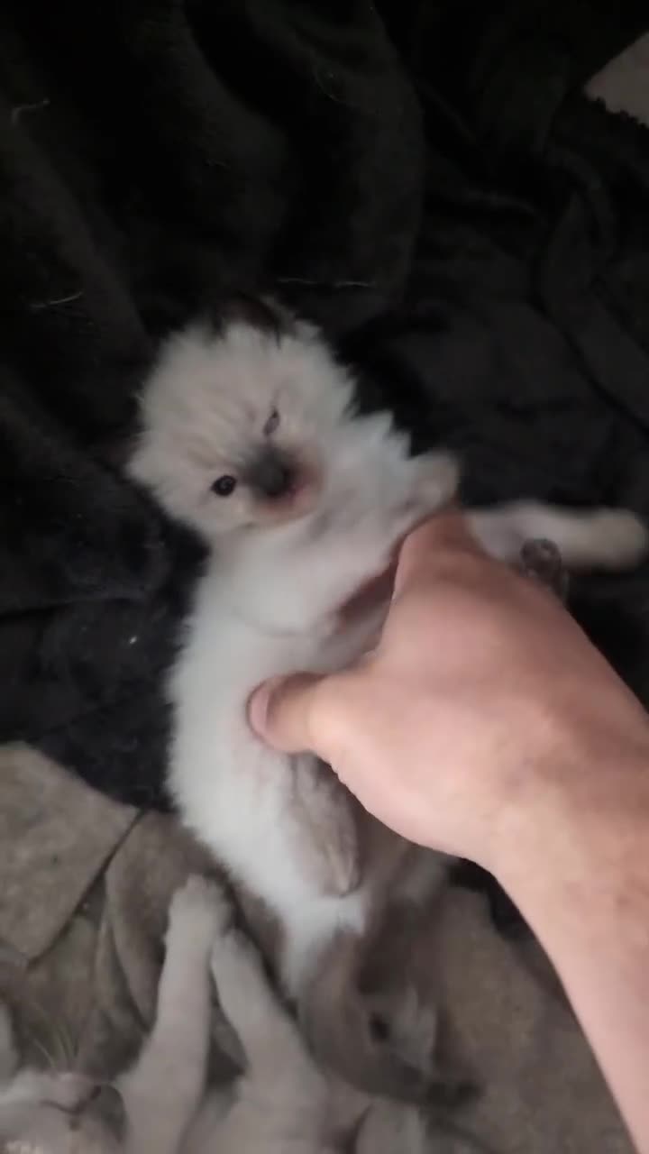 Ragdoll cats for sale: Cute Ragdoll Kittens - Video 1