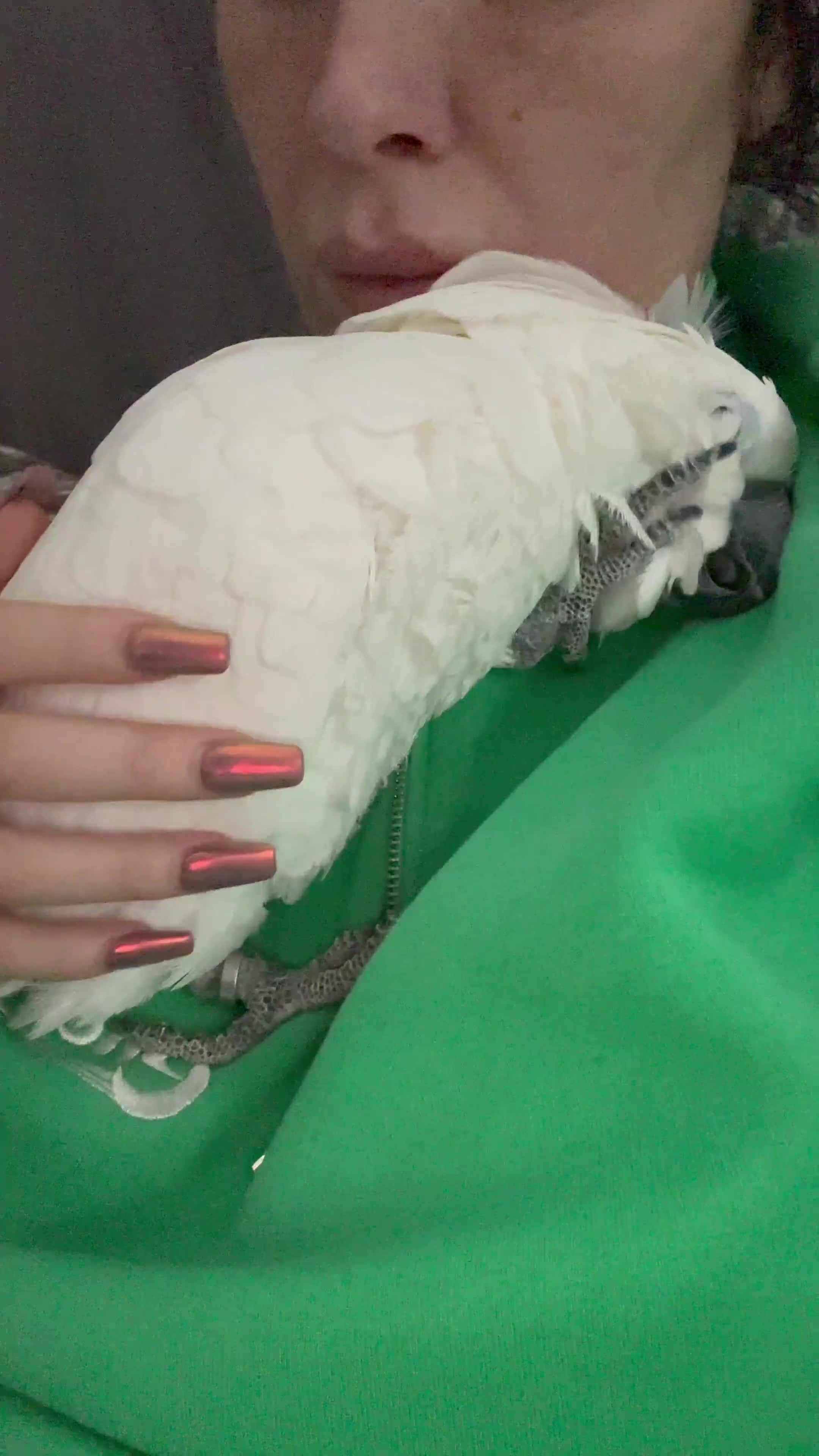 Cockatoo birds for sale: Bella Umberella Cockatoo - Video 3