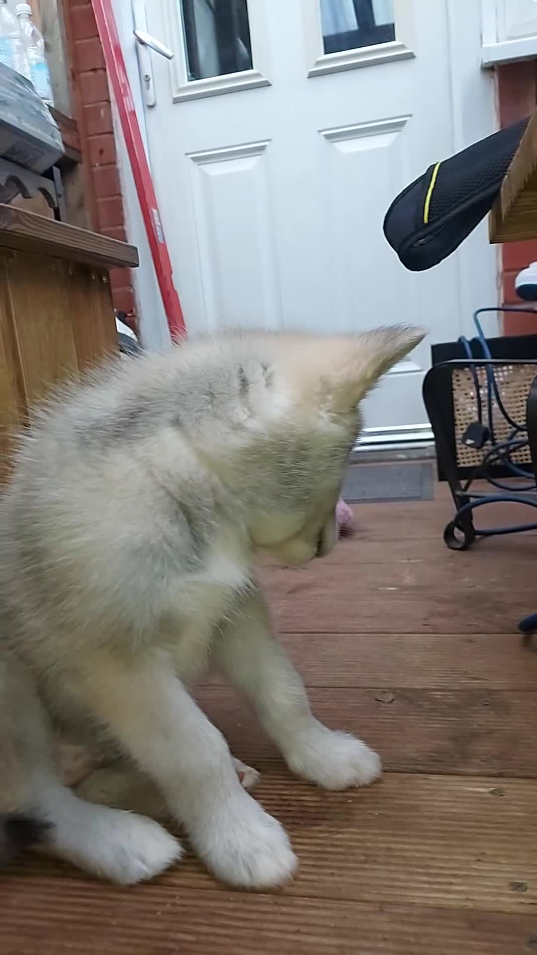 Mixed Breed dogs for sale: Huskita malamutes - Video 5